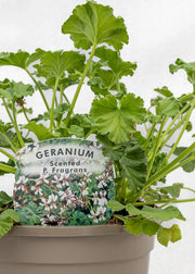 Geranium Scented 'P Fragrans'