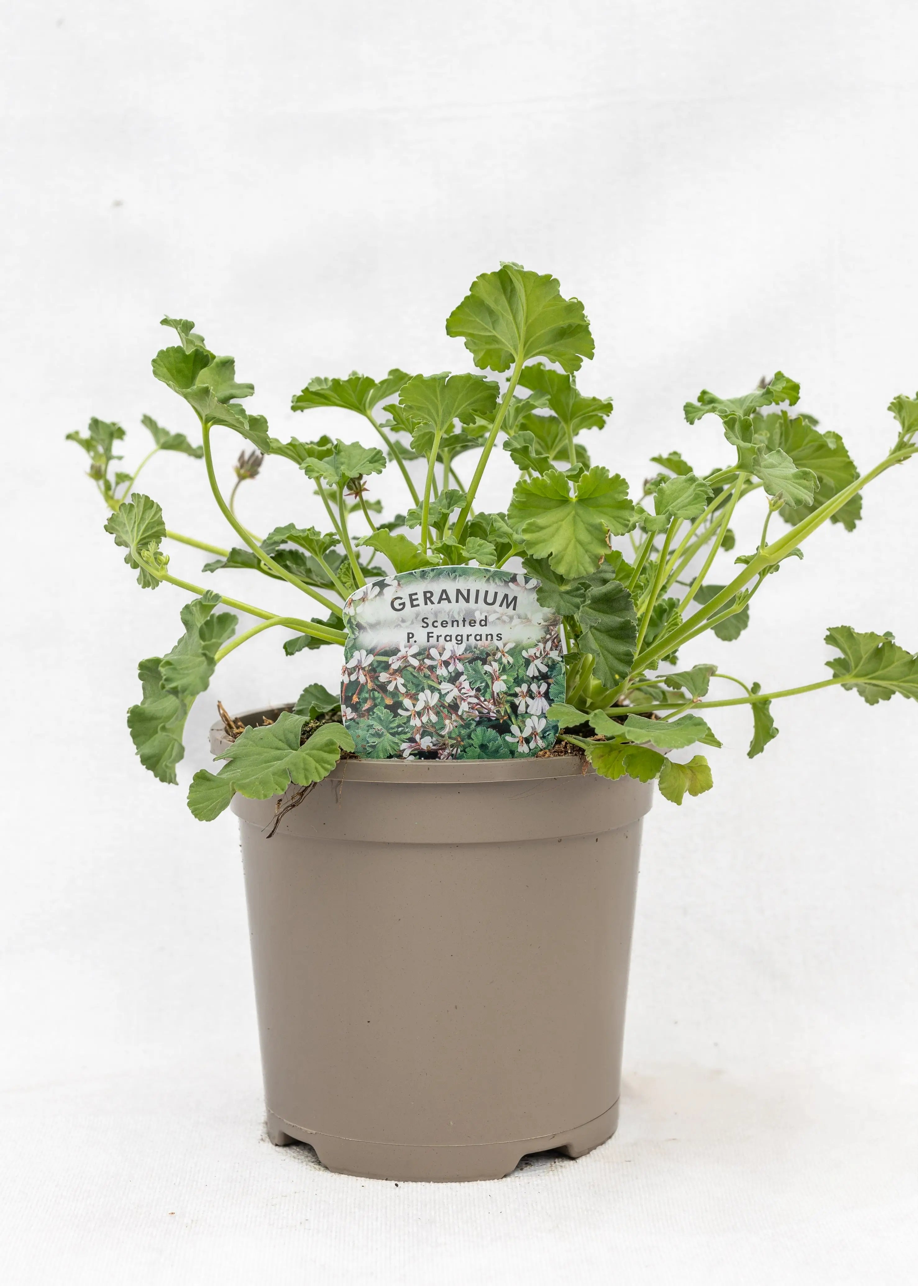 Geranium Scented 'P Fragrans'