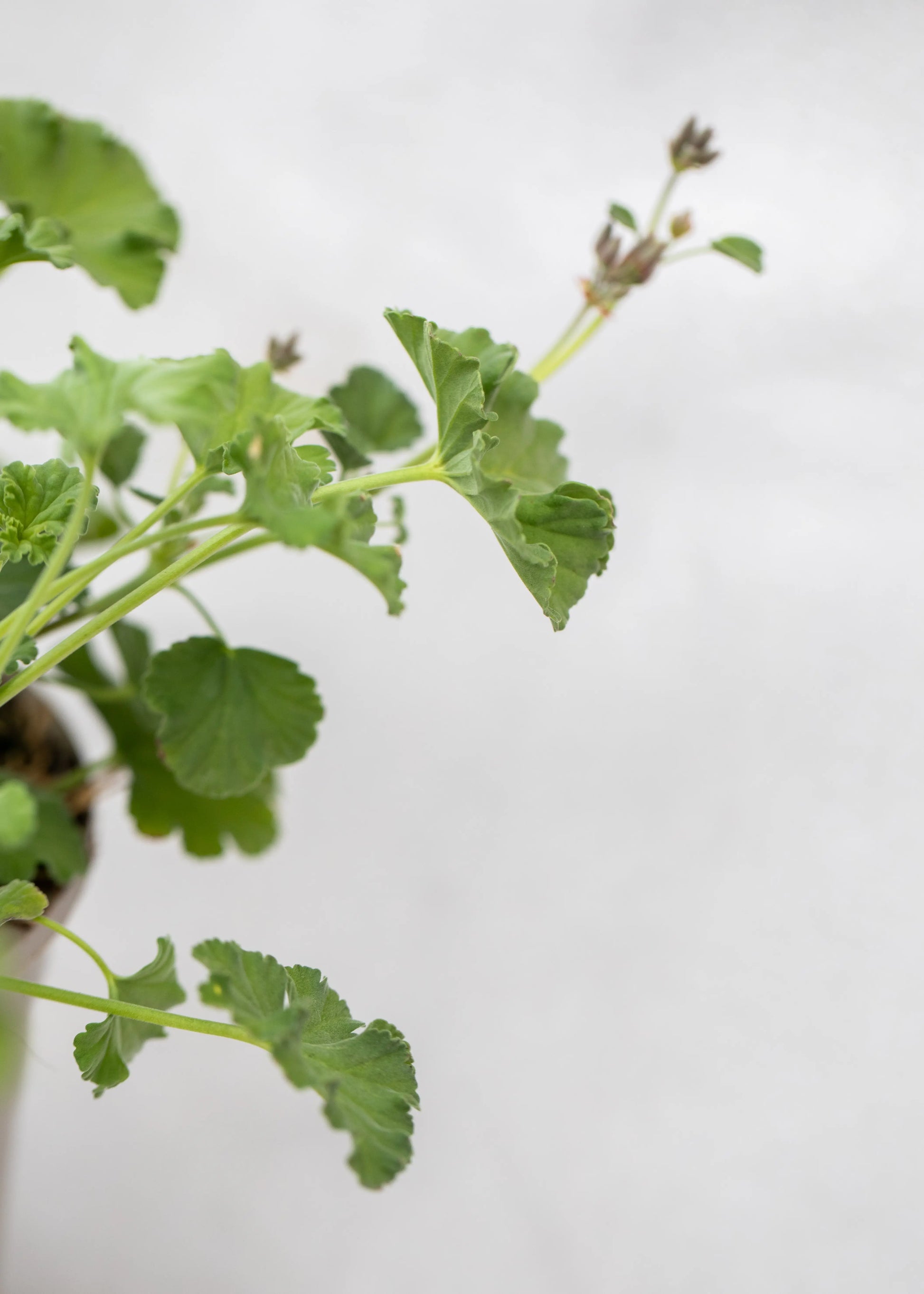 Geranium Scented 'P Fragrans'