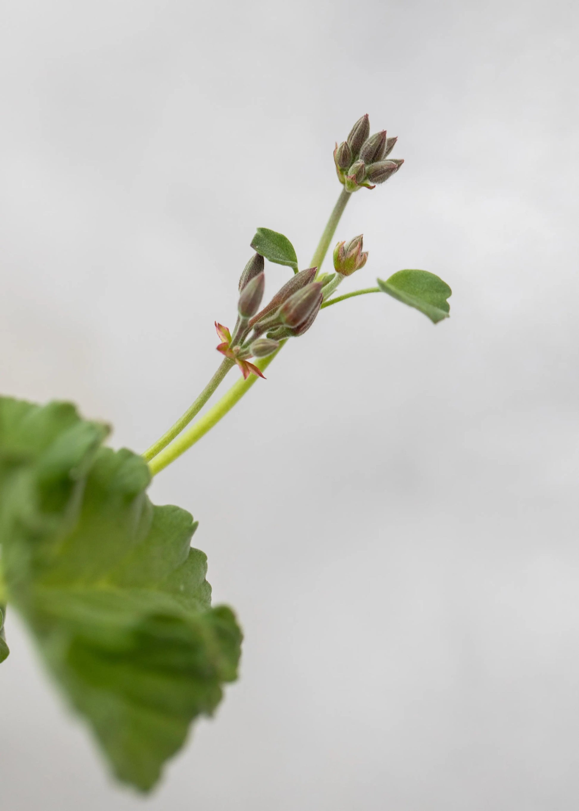 Geranium Scented 'P Fragrans'