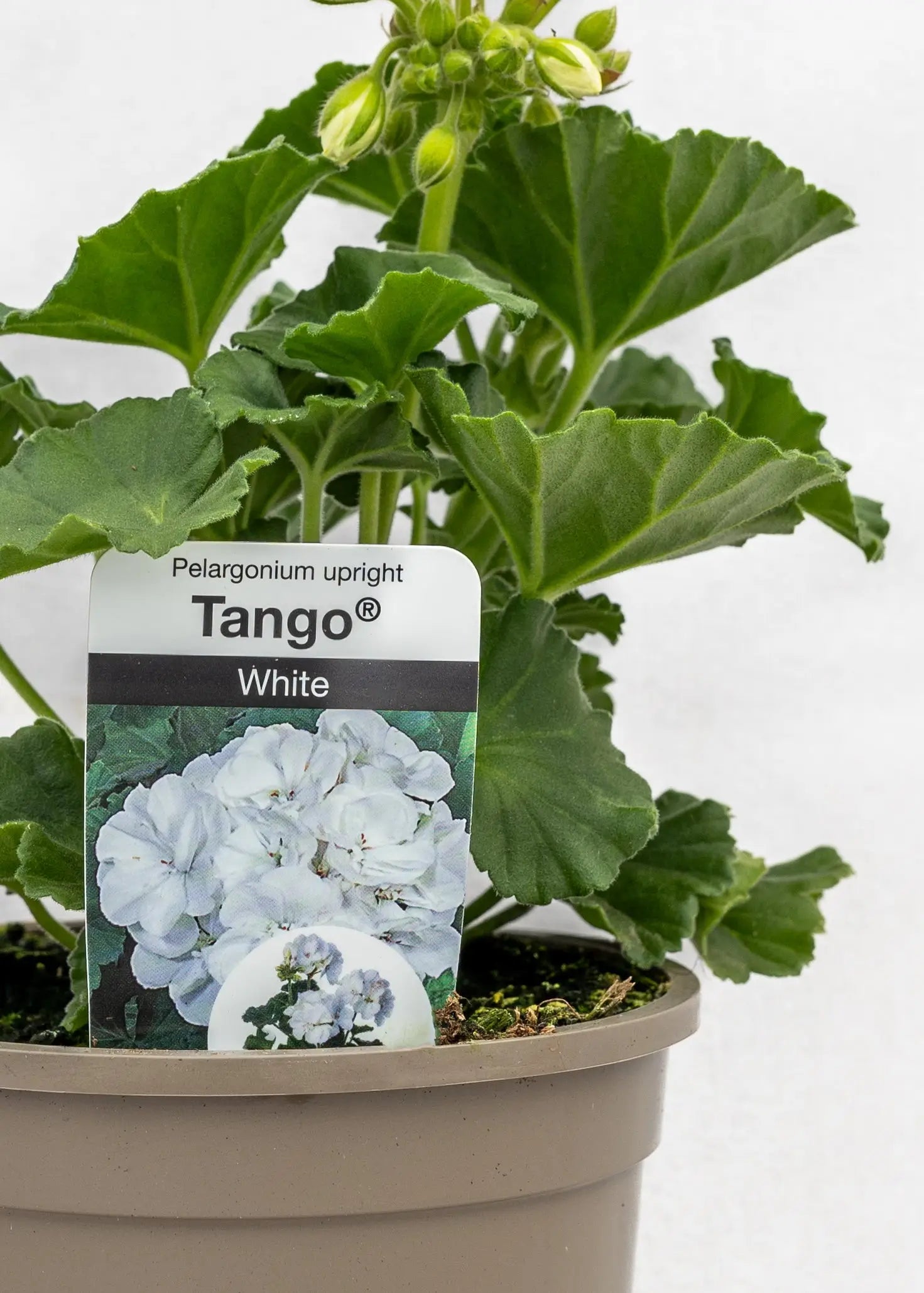 Geranium zonal 'White'