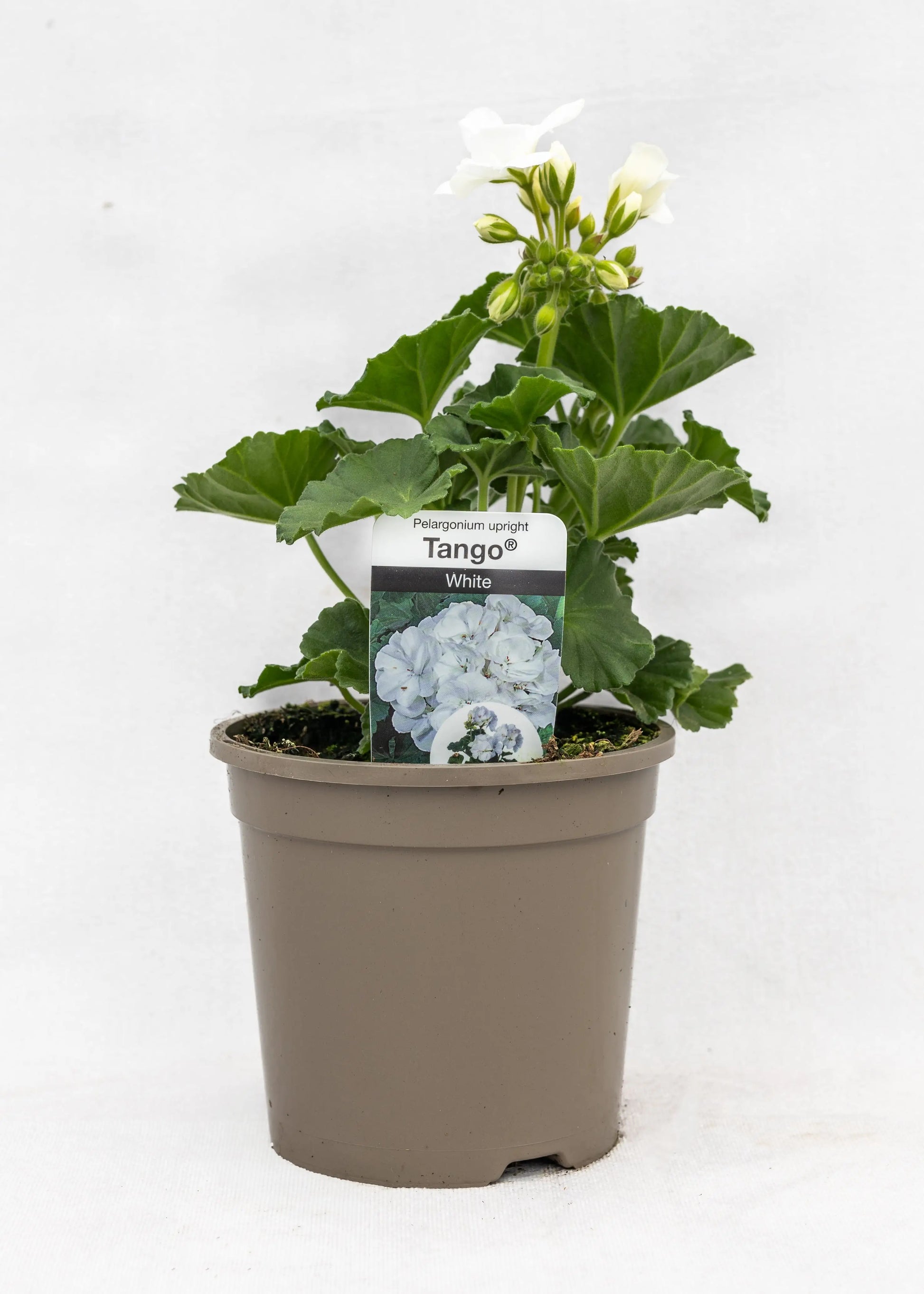 Geranium zonal 'White'