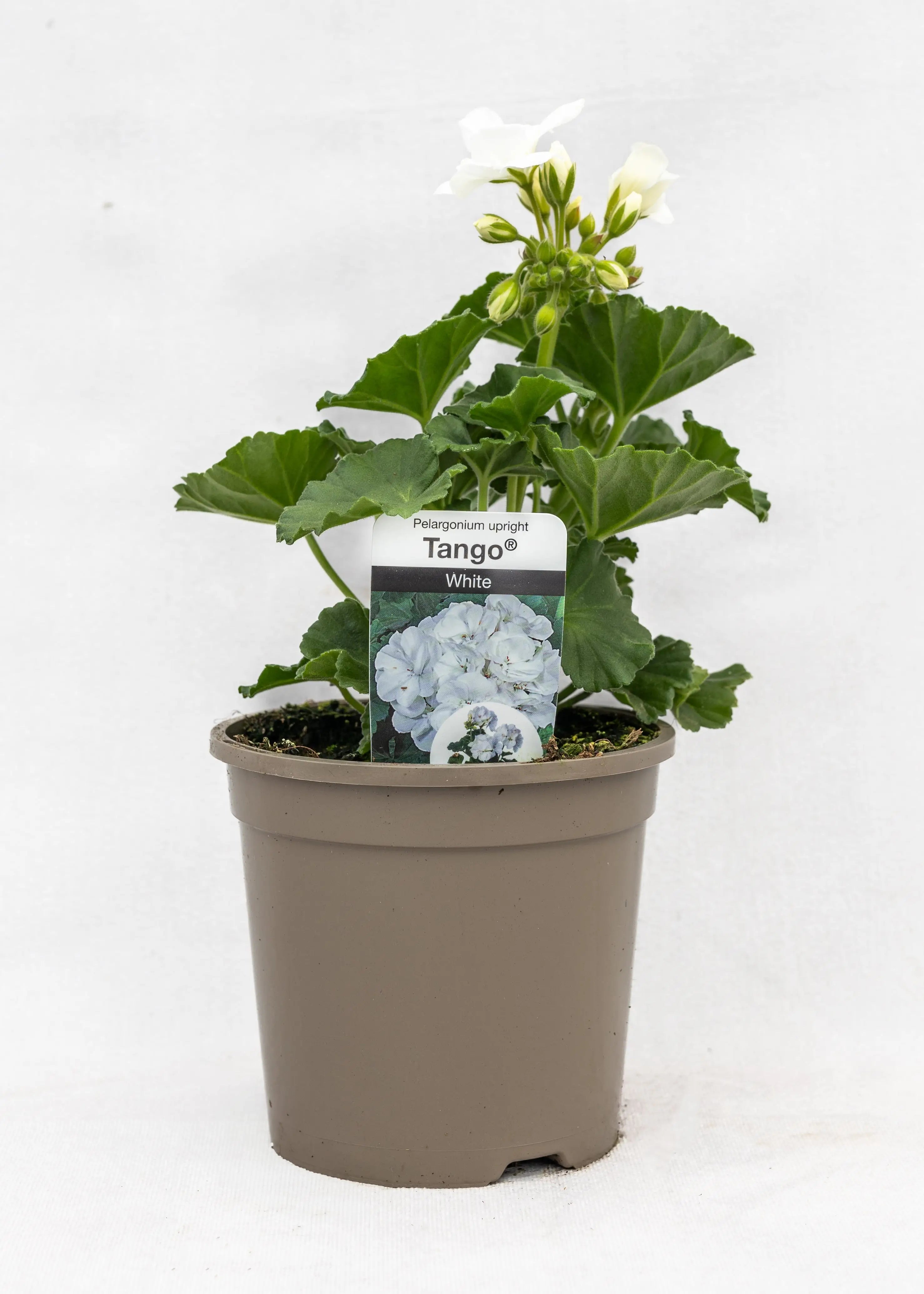 Geranium zonal 'White'