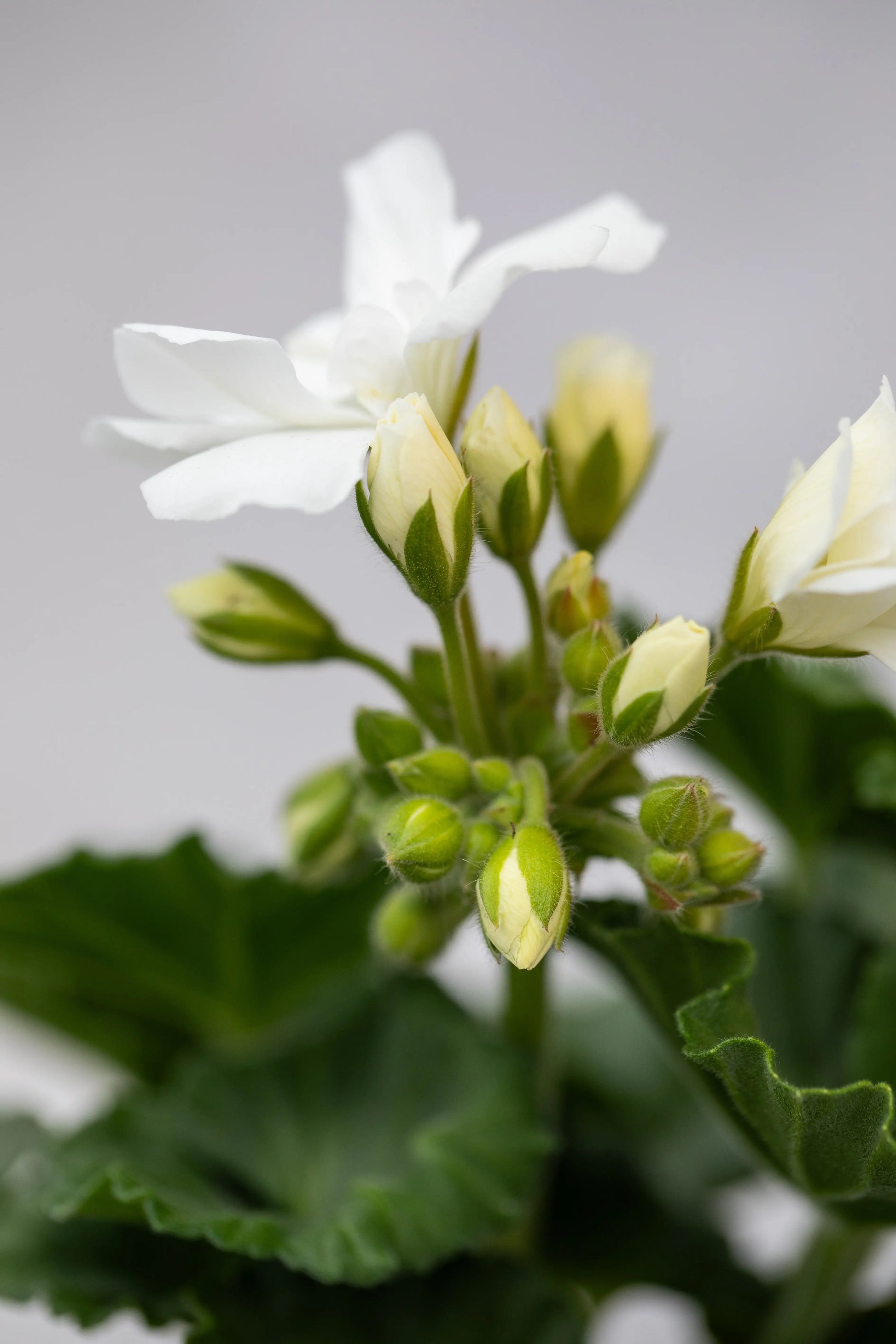 Geranium zonal 'White'