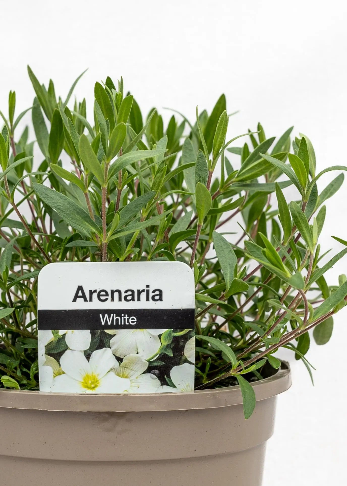 Arenaria montana 'Summer White'