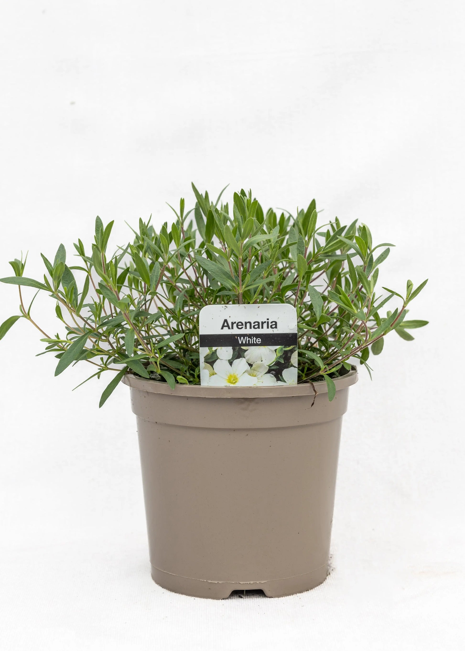 Arenaria montana 'Summer White'