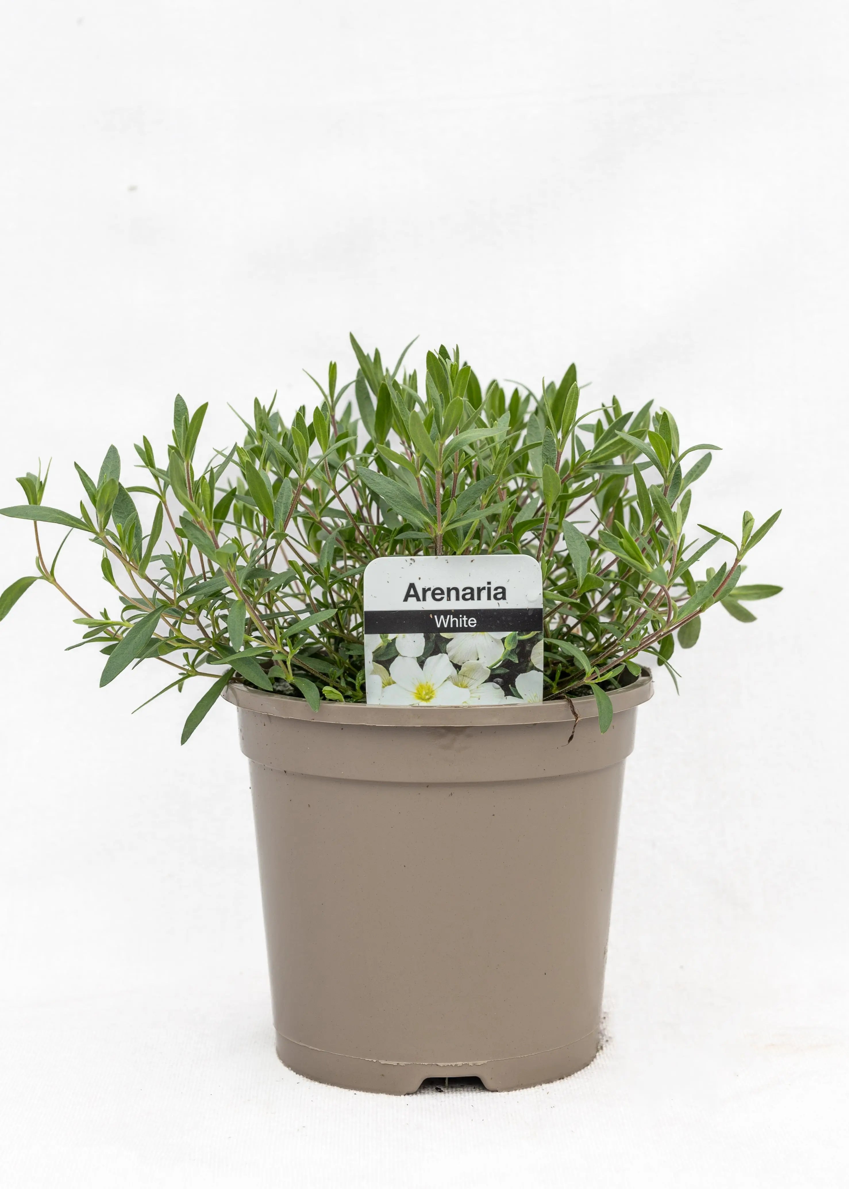 Arenaria montana 'Summer White'