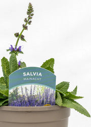 Salvia 'Mainacht'
