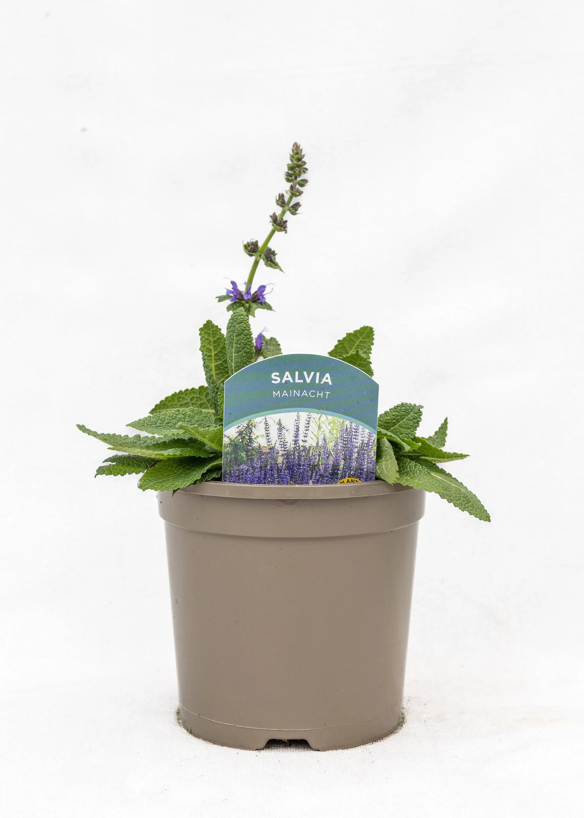 Salvia 'Mainacht'