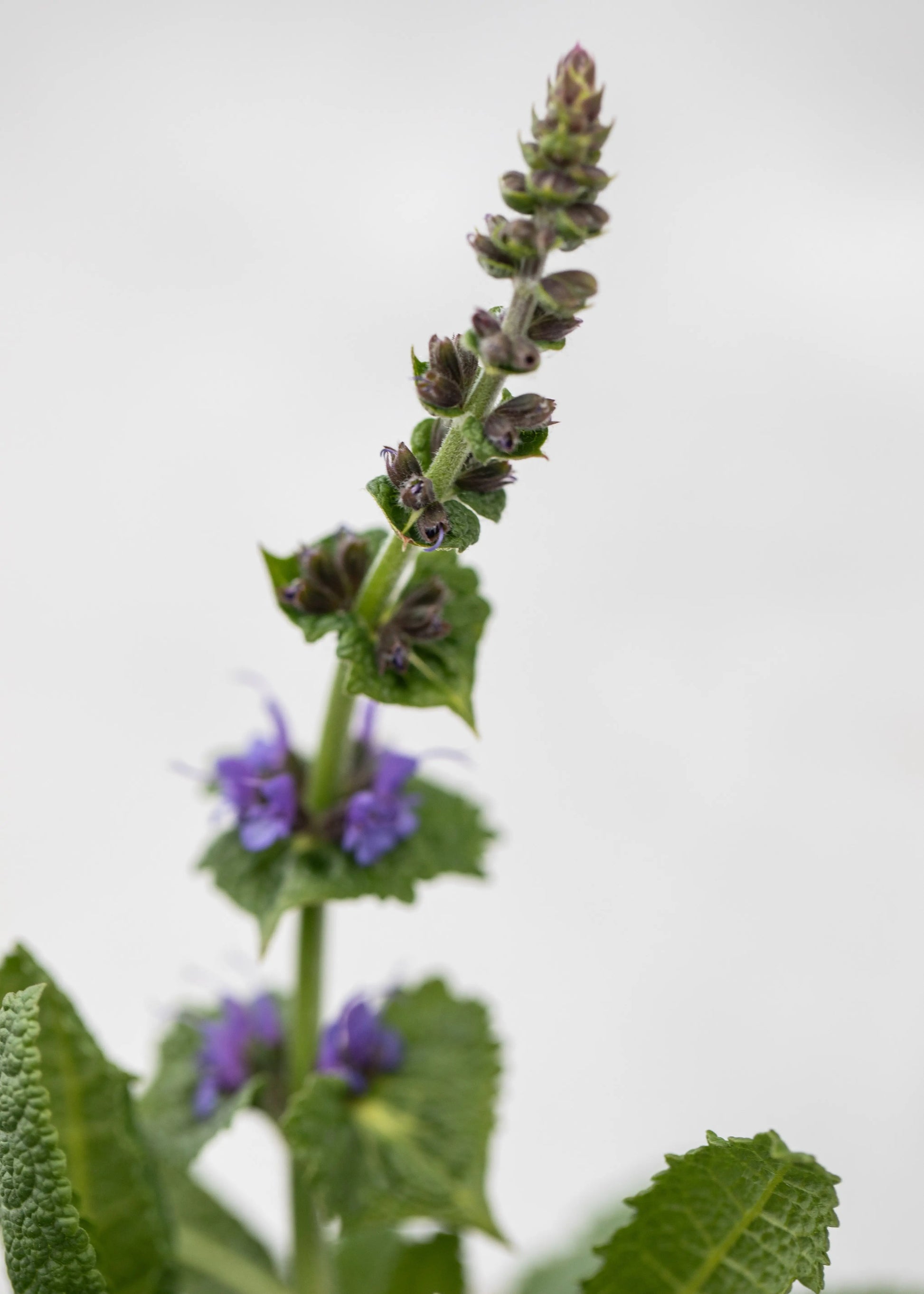 Salvia 'Mainacht'