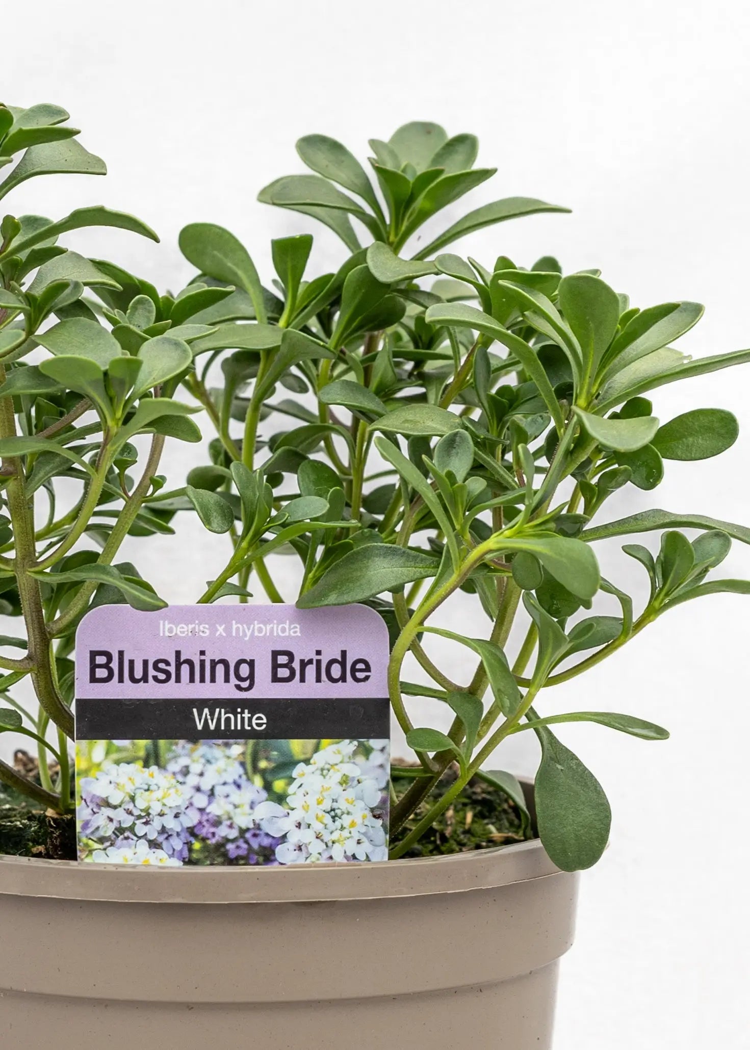 Iberis hybrida 'Blushing Bride White'