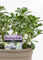 Iberis hybrida 'Blushing Bride White'
