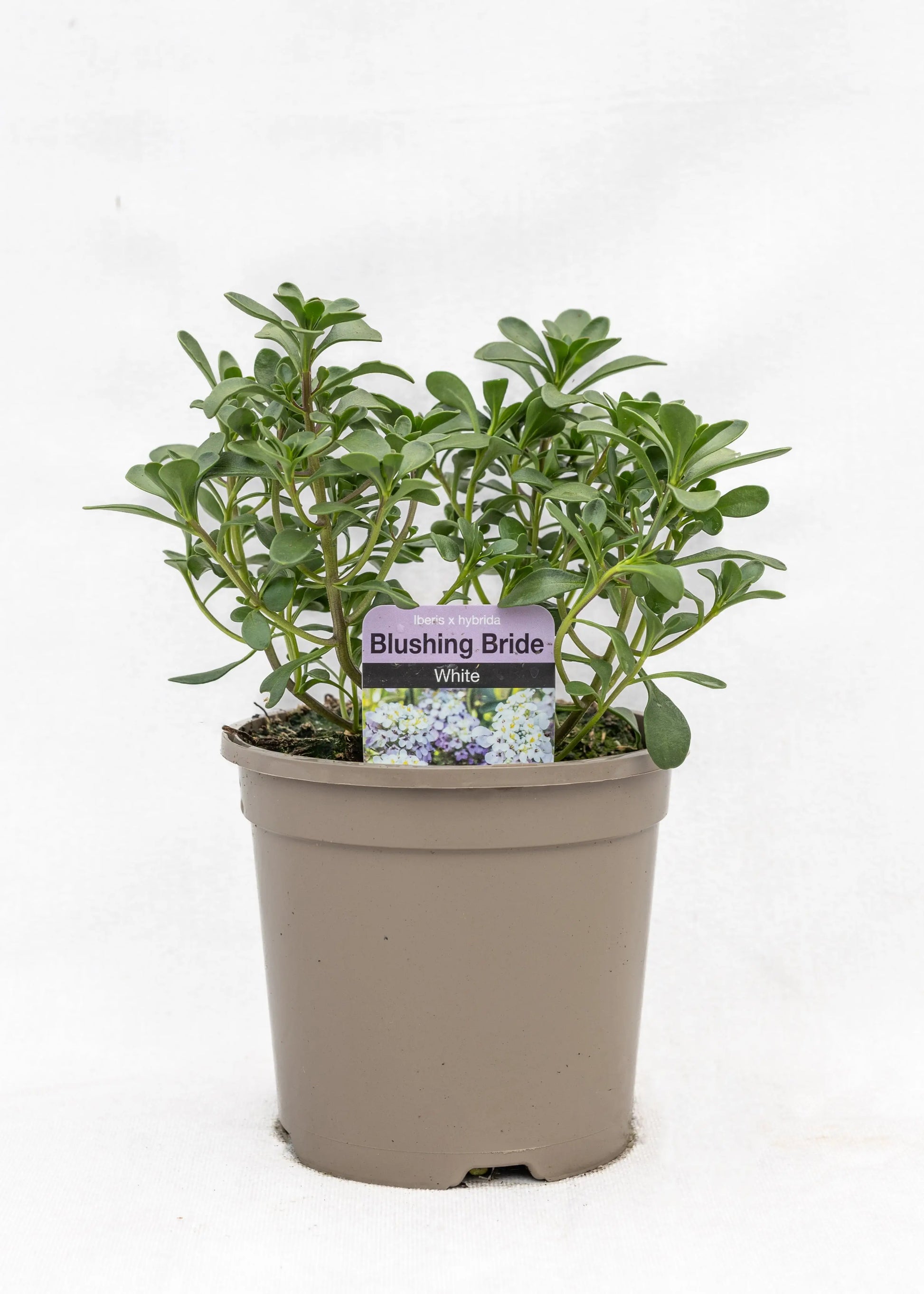Iberis hybrida 'Blushing Bride White'