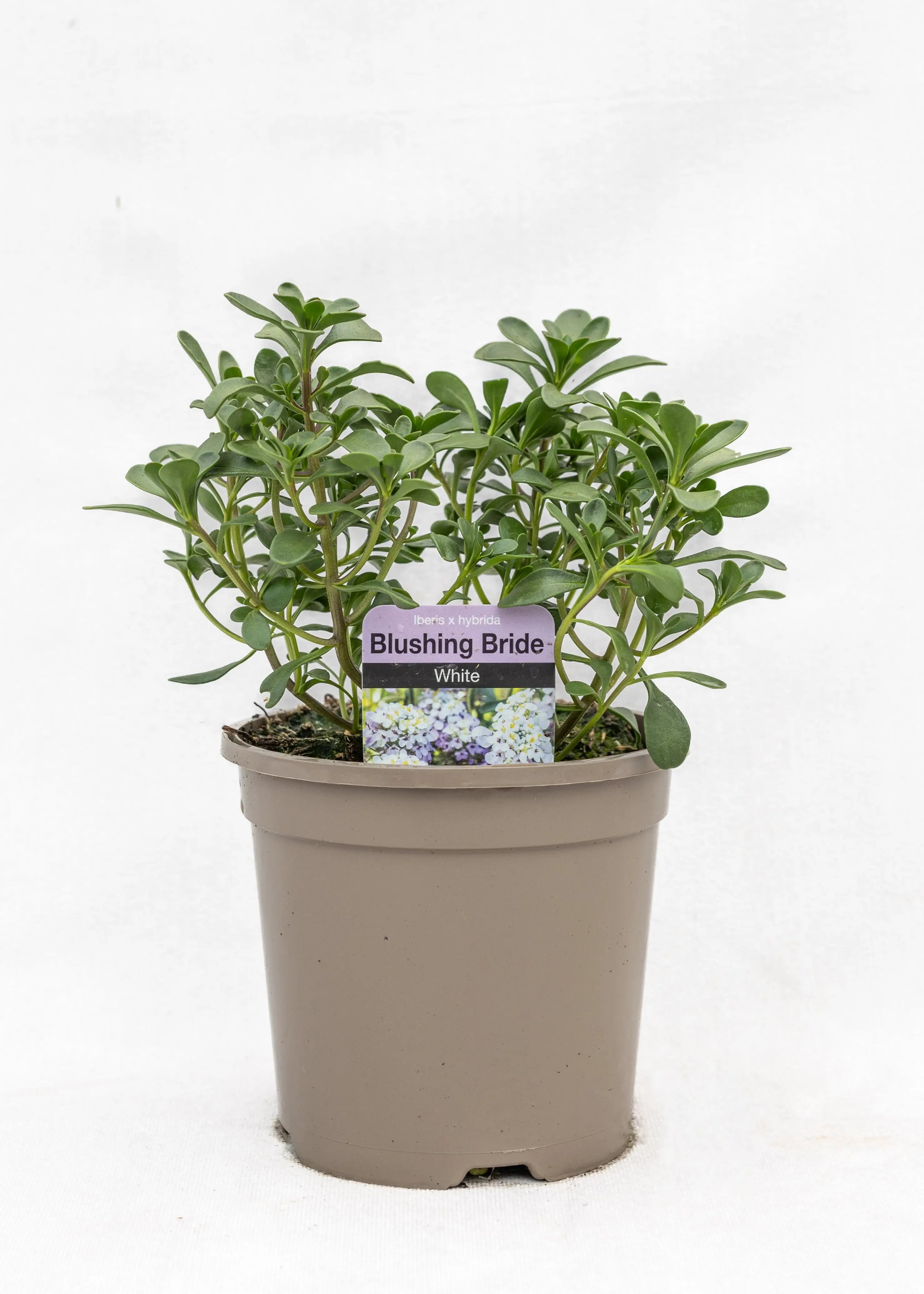 Iberis hybrida 'Blushing Bride White'
