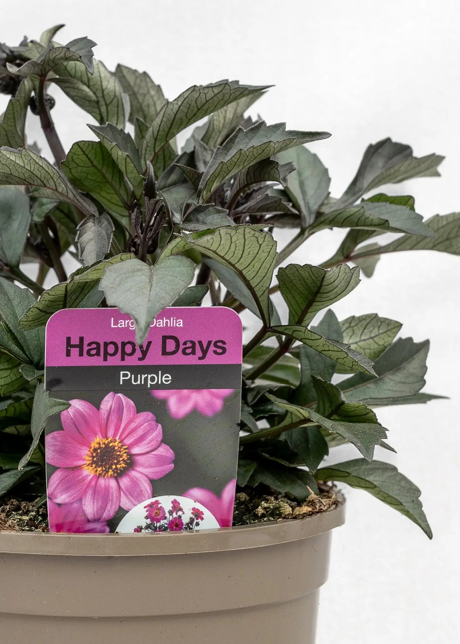 Dahlia 'Happy Days Purple'