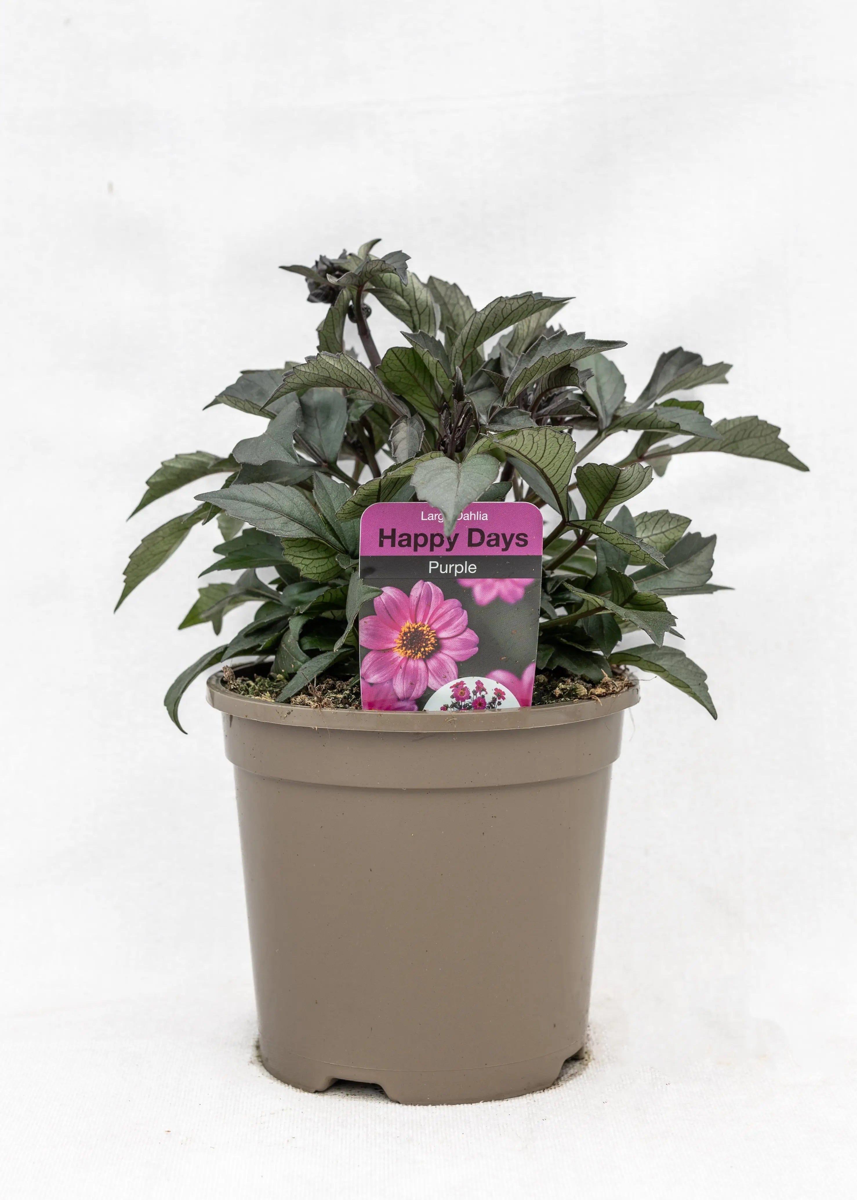 Dahlia 'Happy Days Purple'