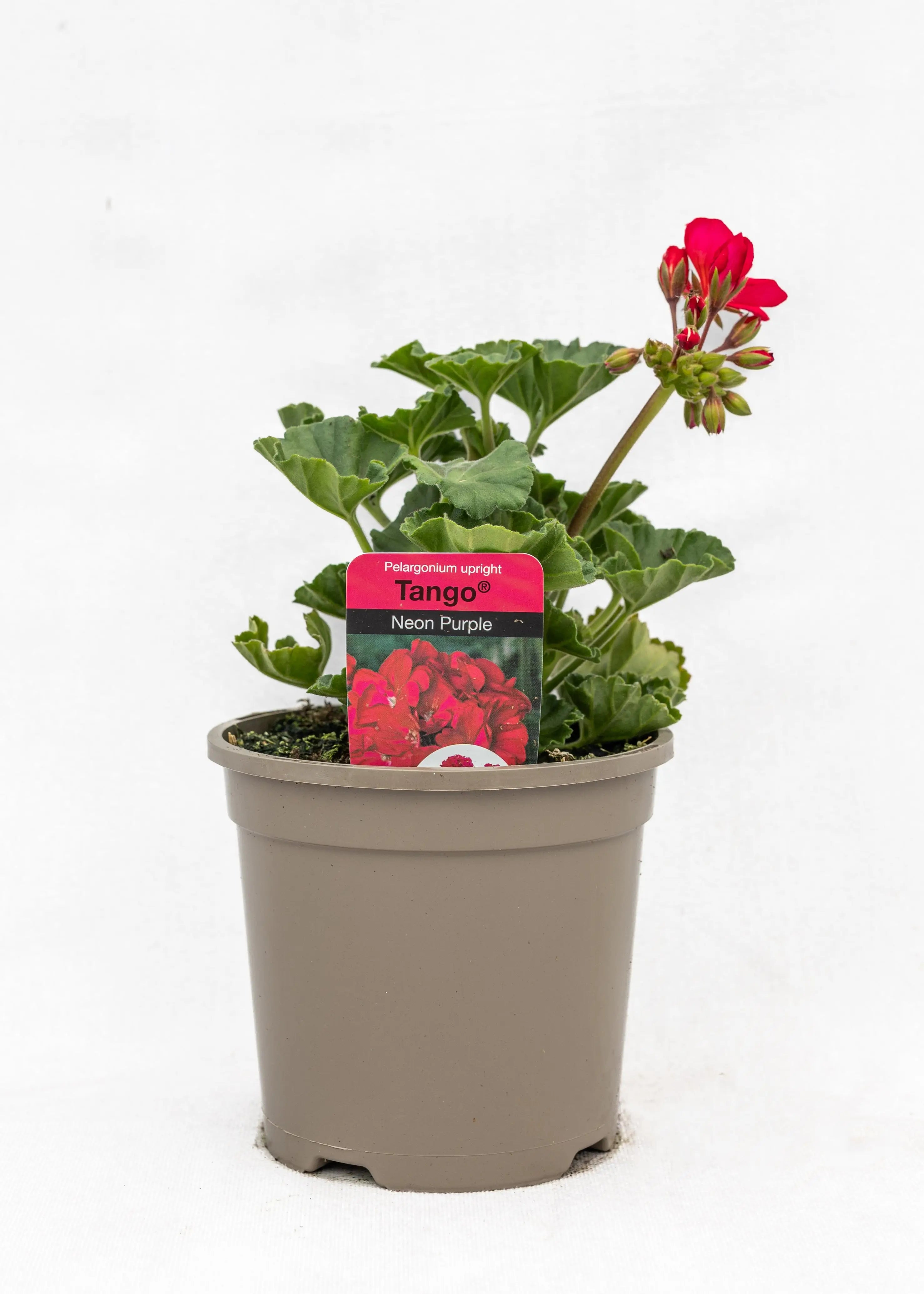 Geranium zonal 'Neon Purple'