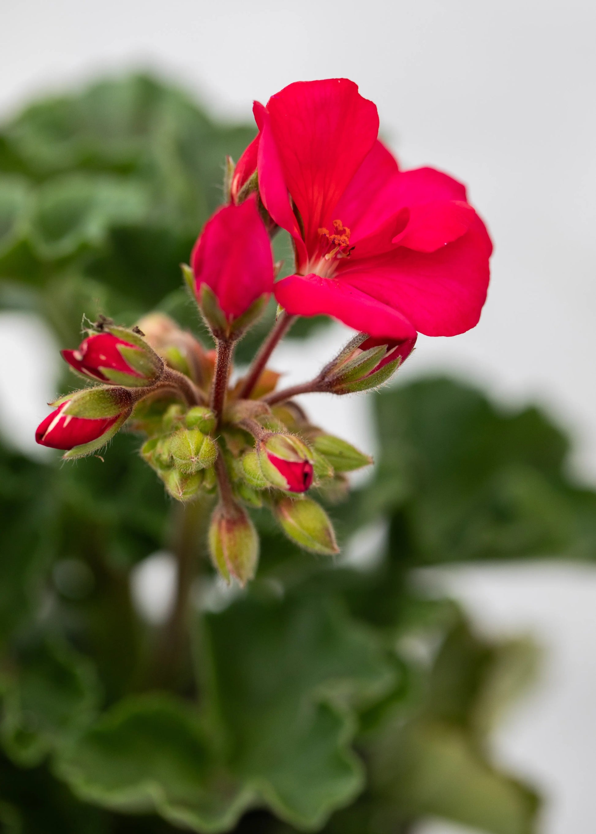 Geranium zonal 'Neon Purple'