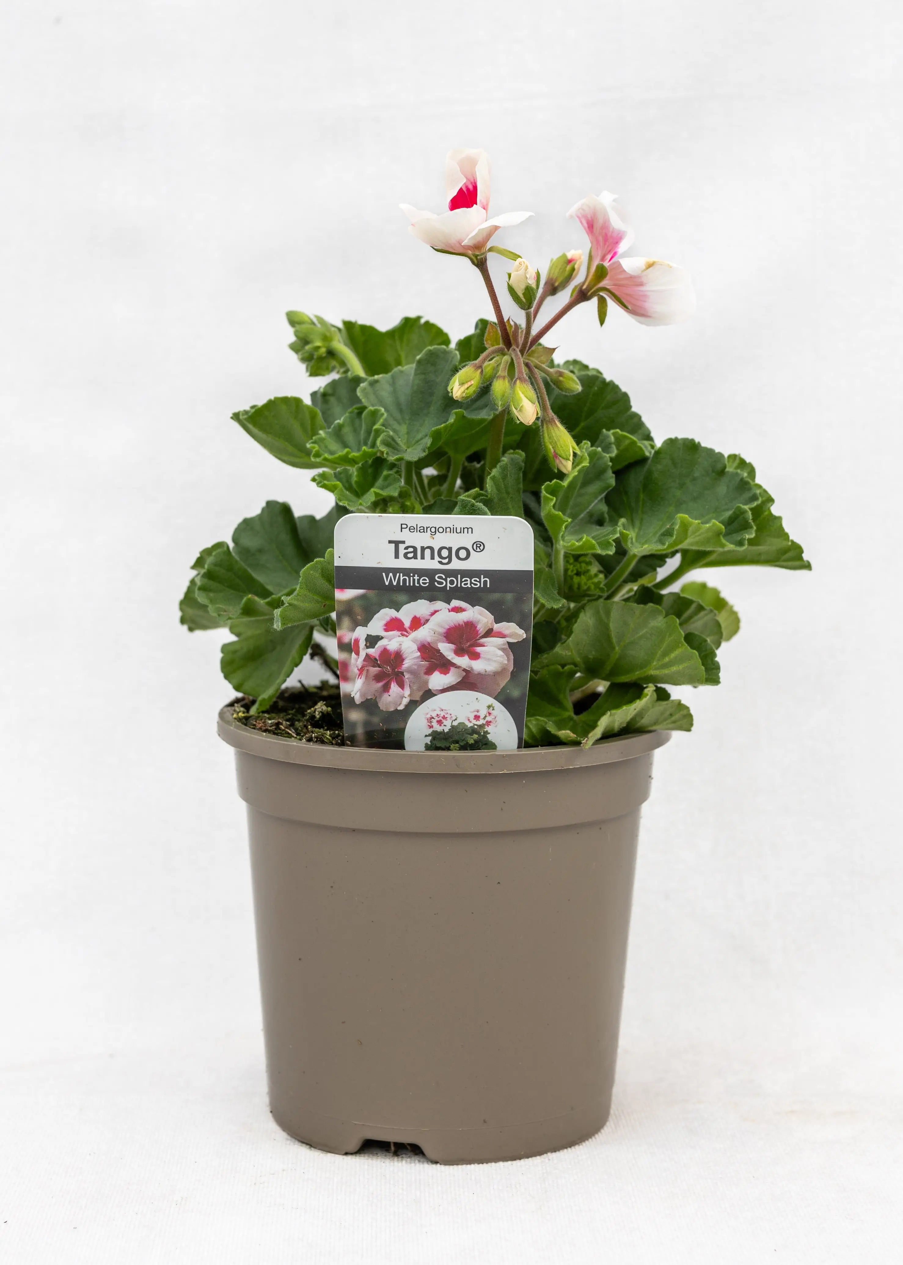 Geranium zonal 'White Splash'