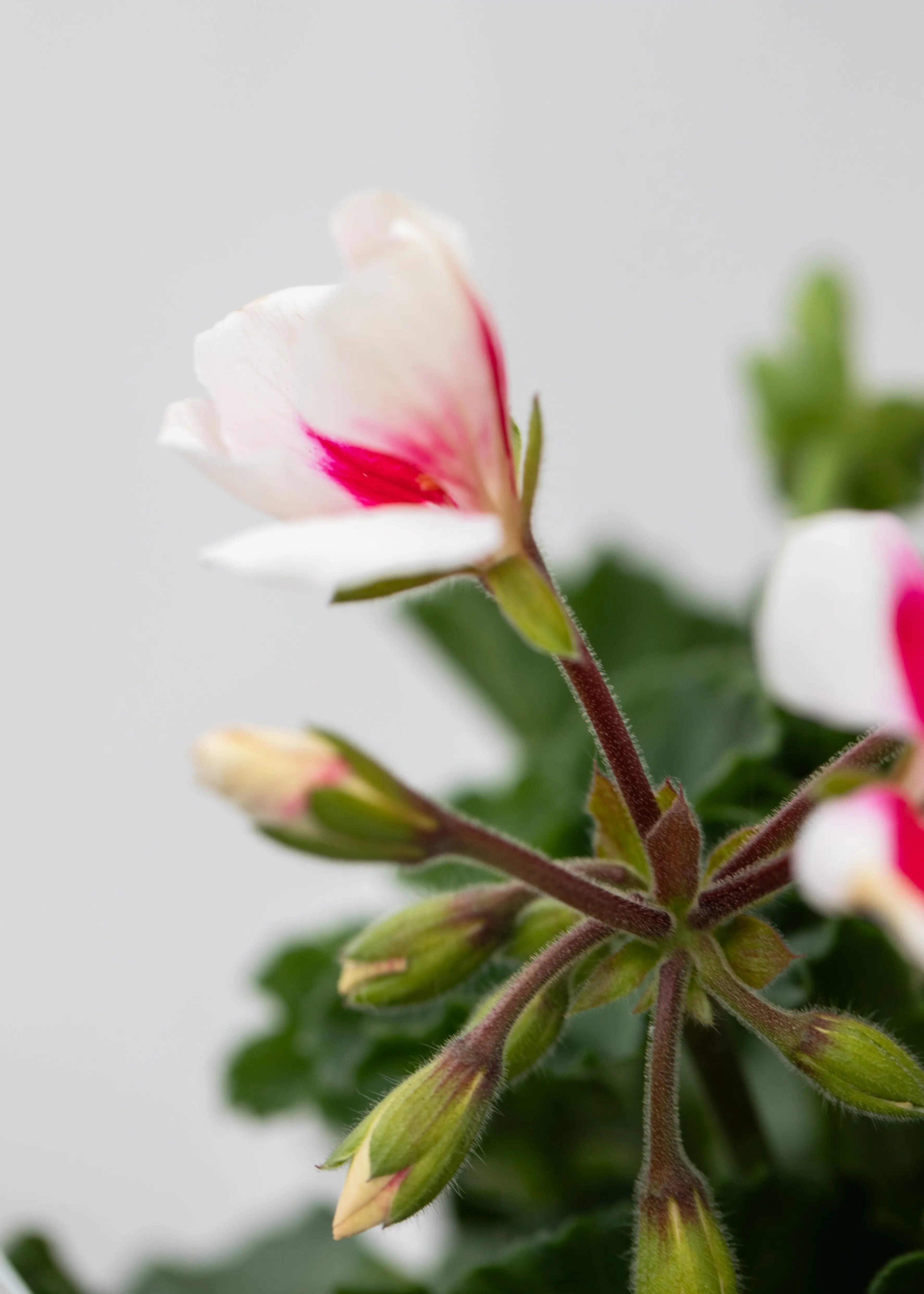 Geranium zonal 'White Splash'