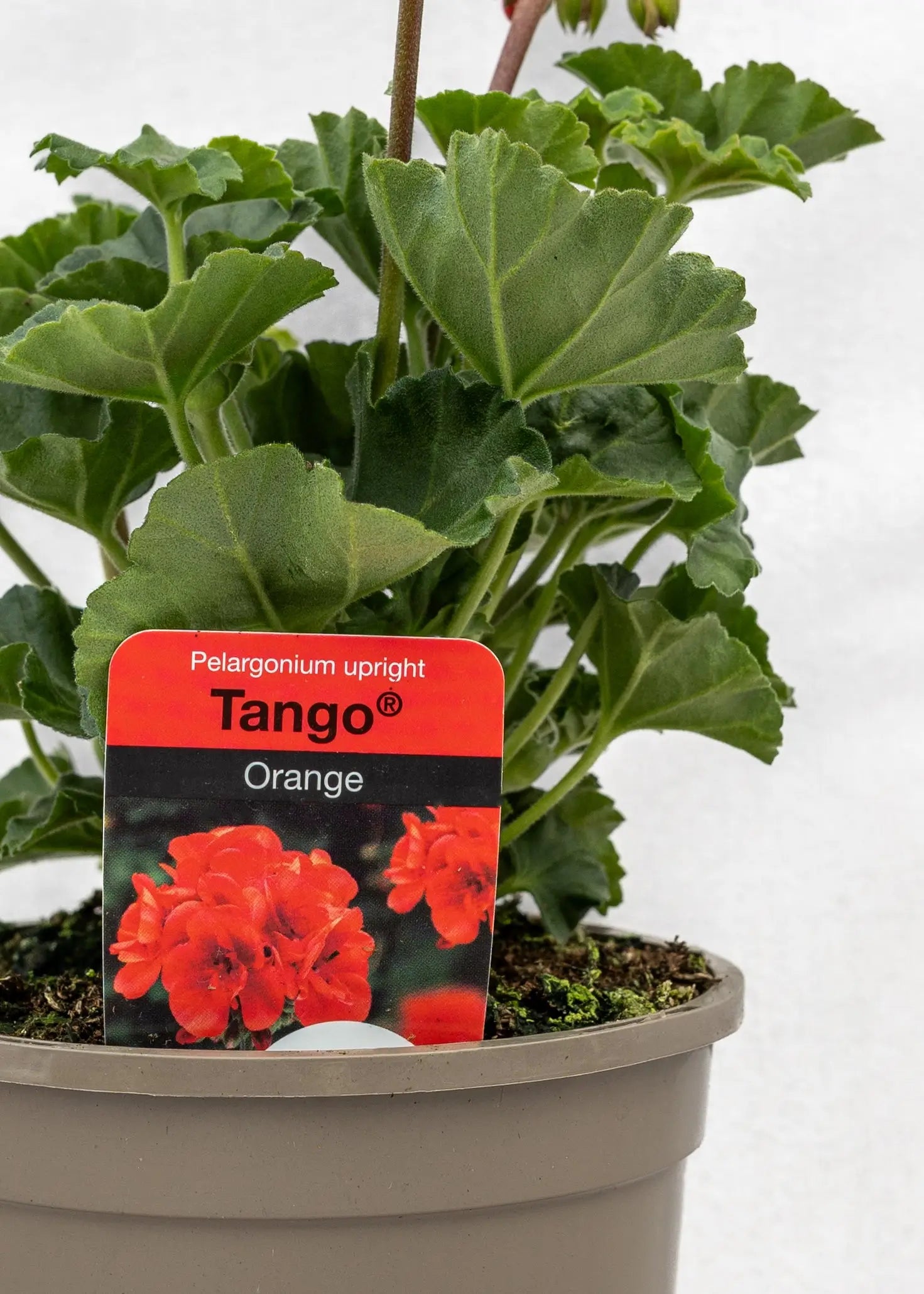 Geranium zonal 'Orange'