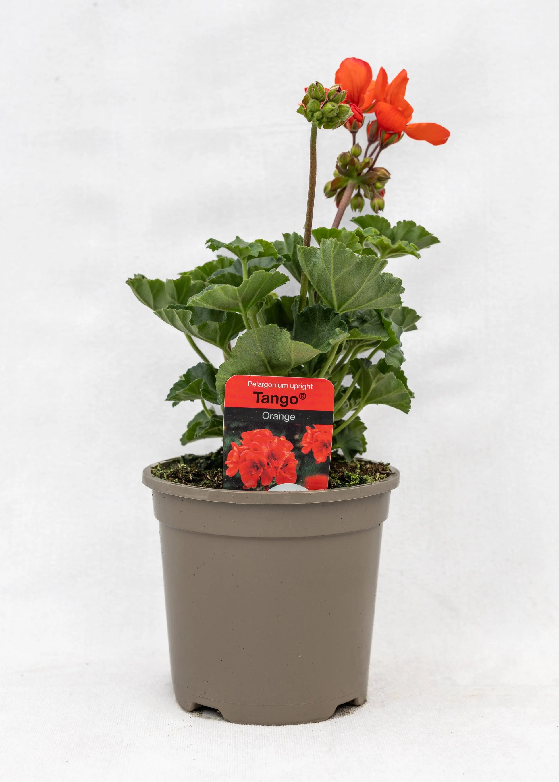 Geranium zonal 'Orange'