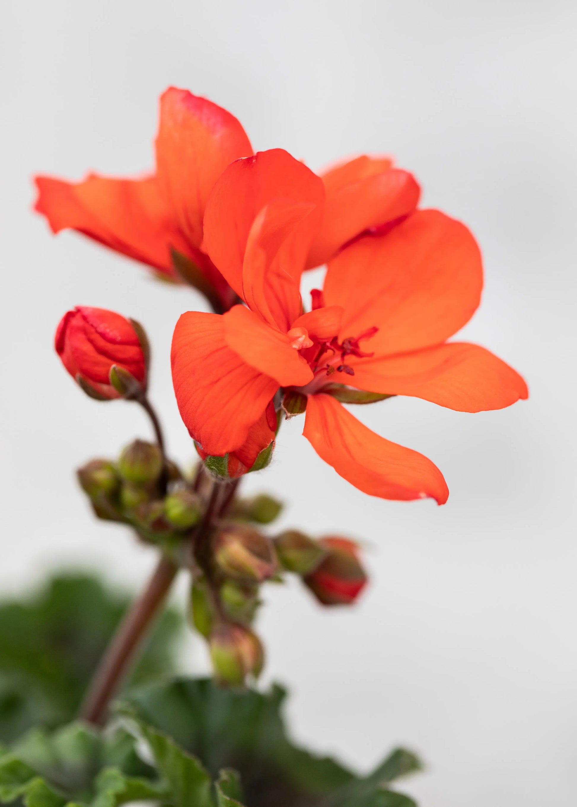 Geranium zonal 'Orange'