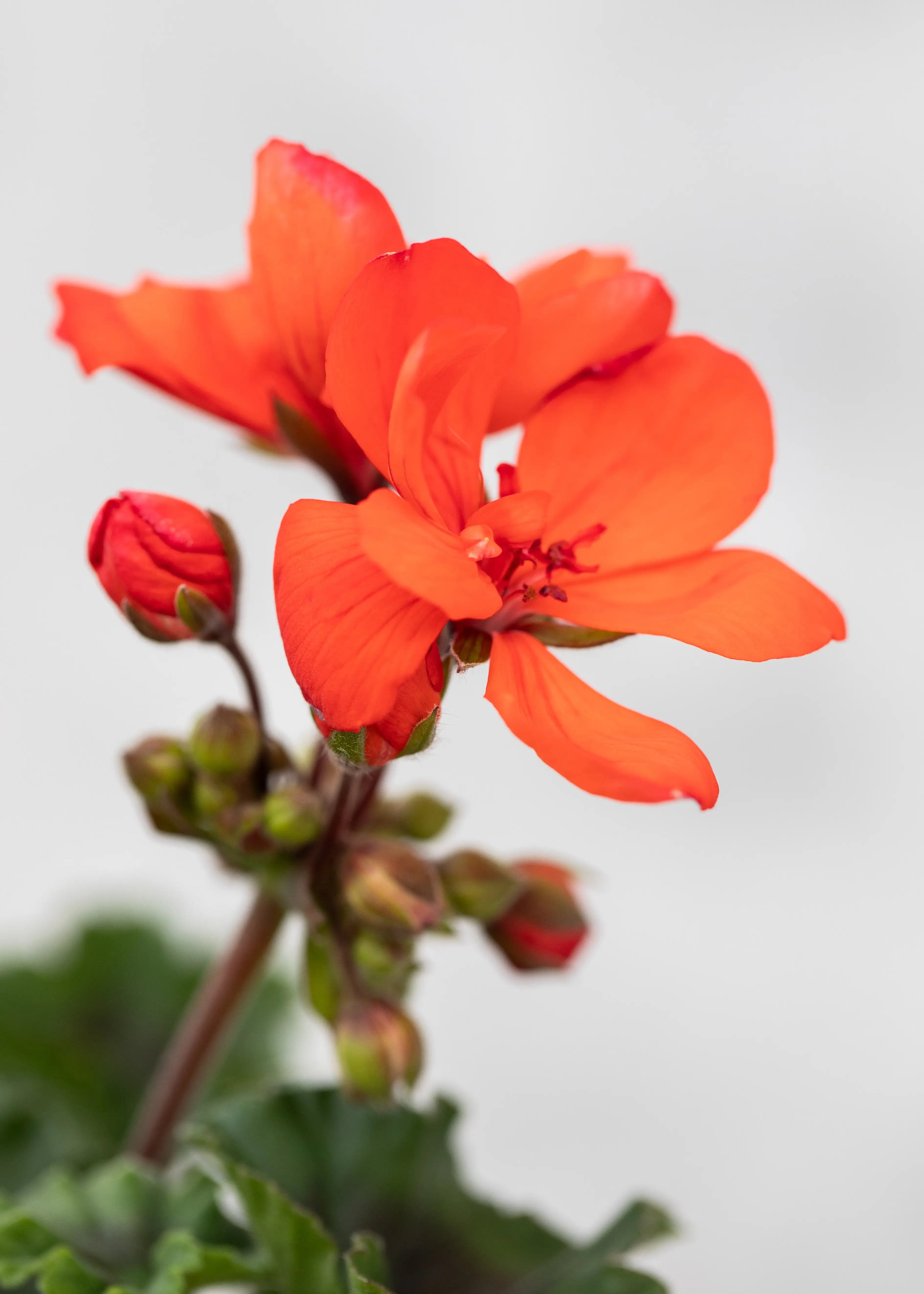 Geranium zonal 'Orange'