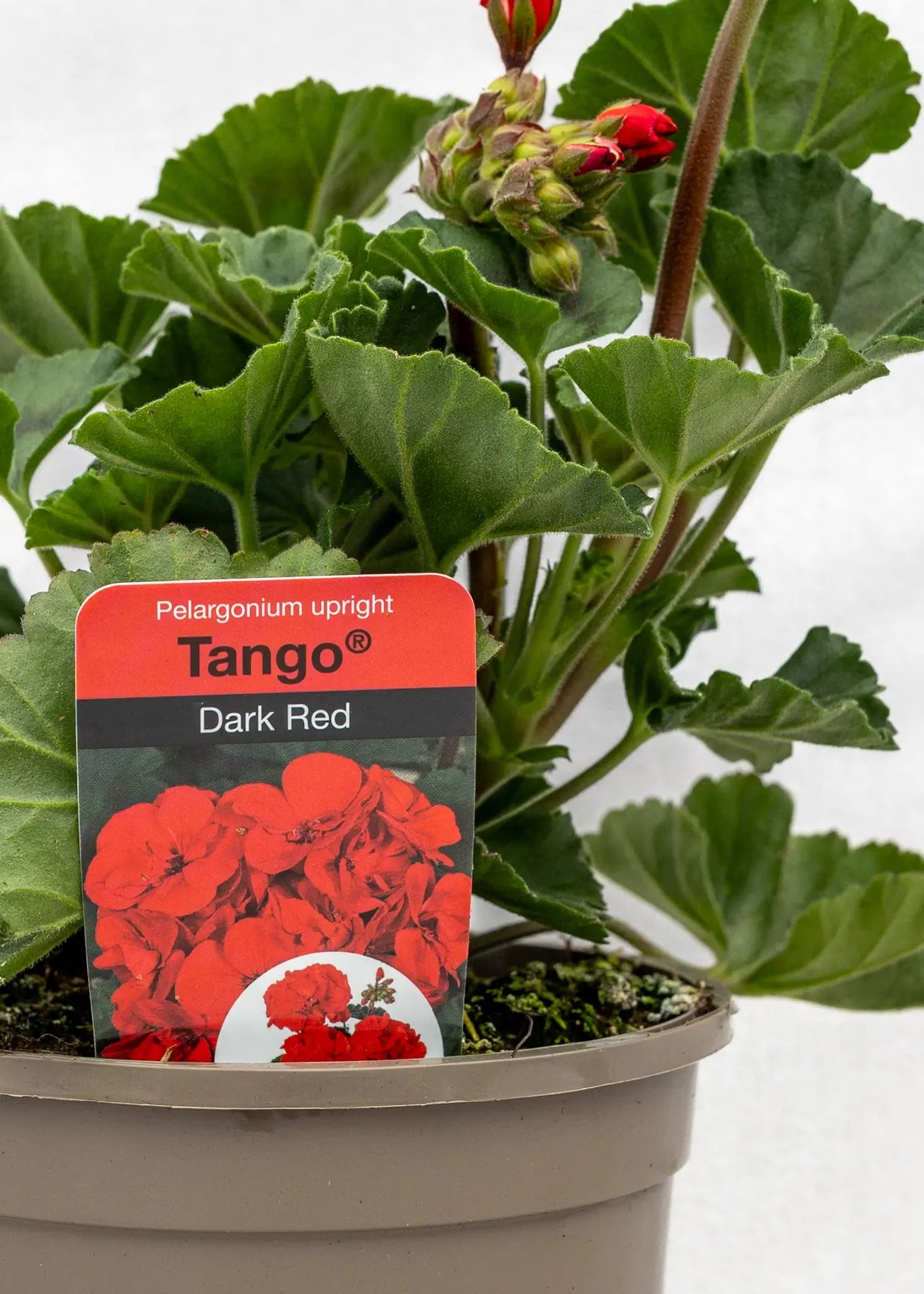 Geranium zonal 'Dark Red'