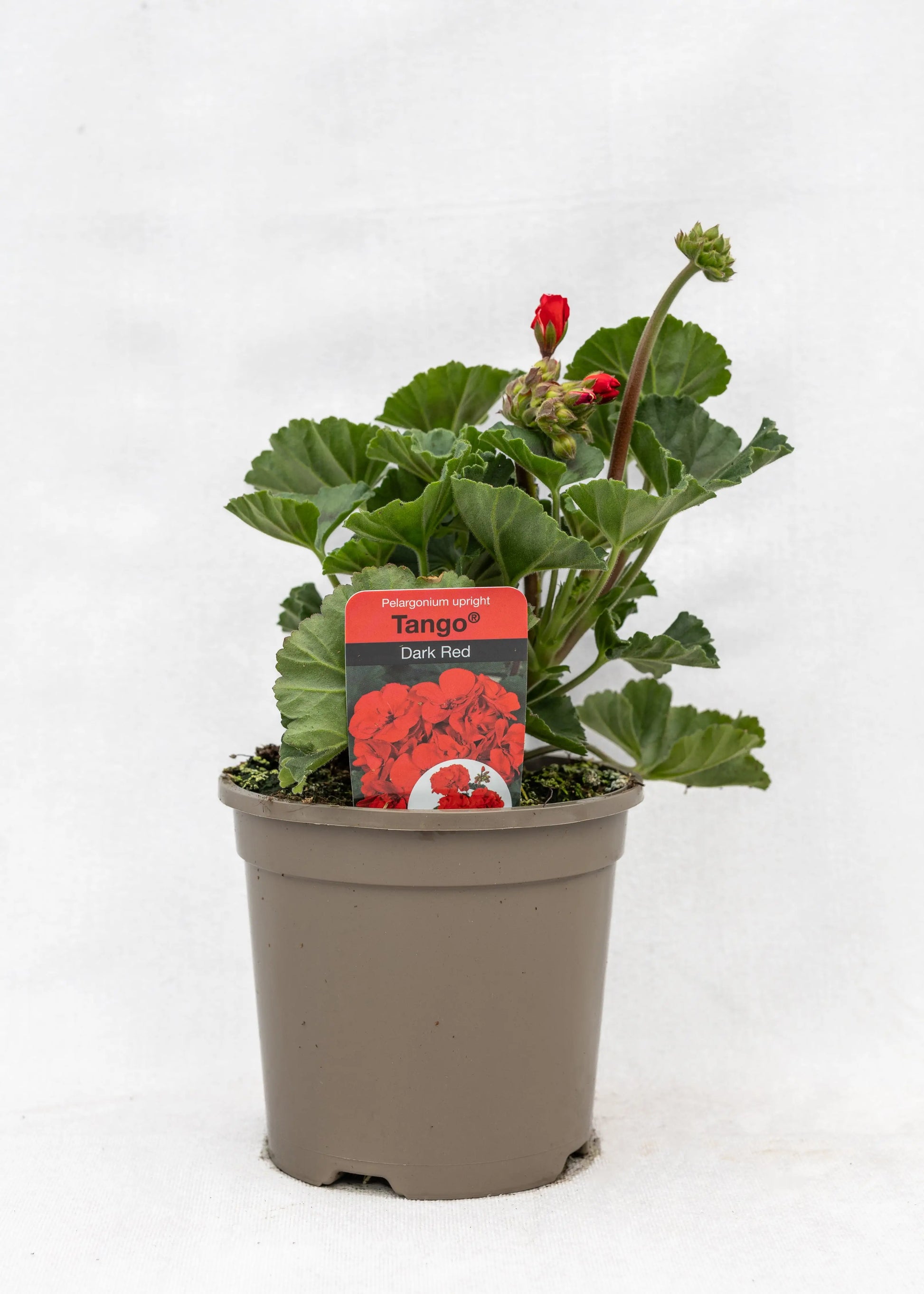 Geranium zonal 'Dark Red'