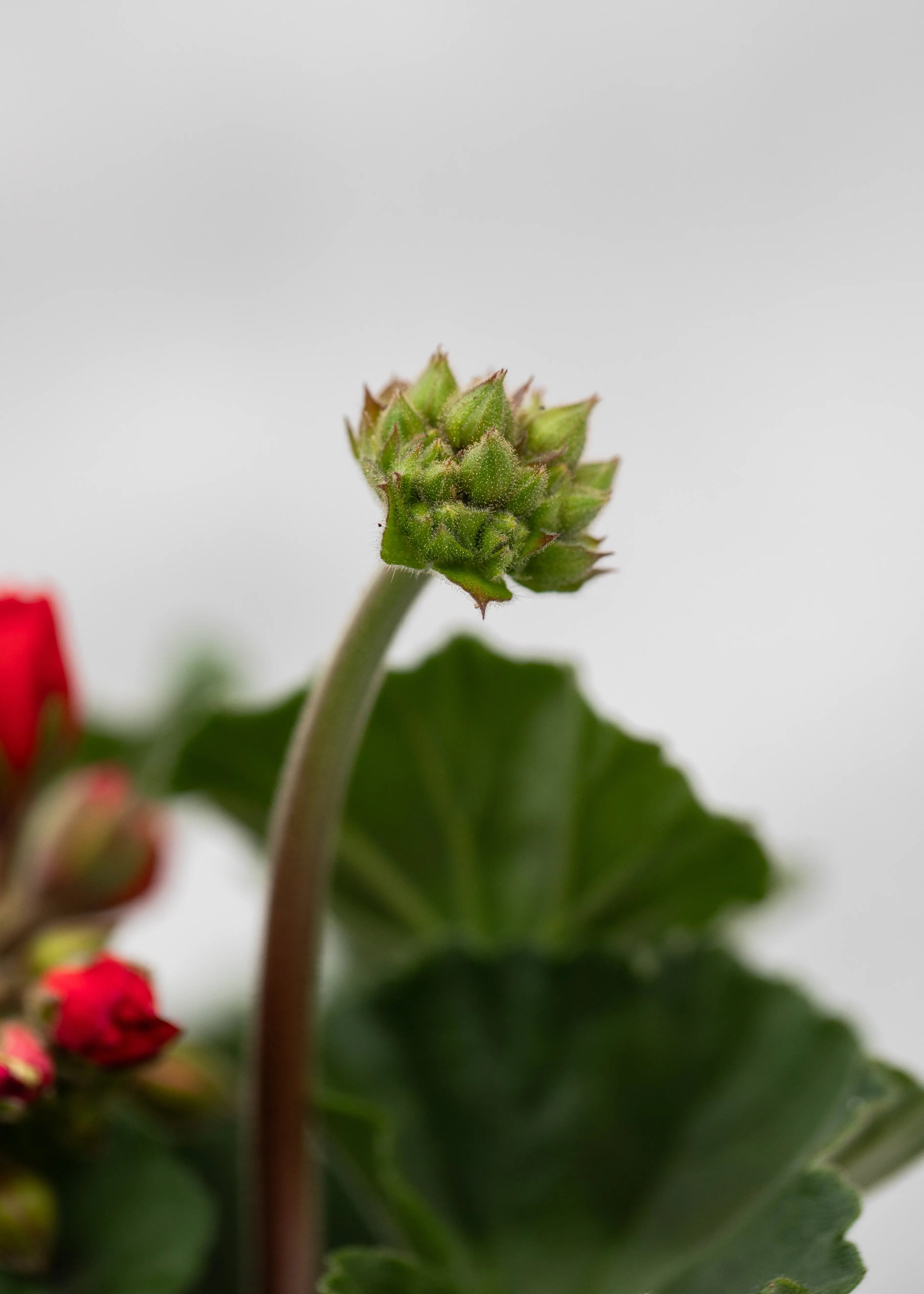 Geranium zonal 'Dark Red'
