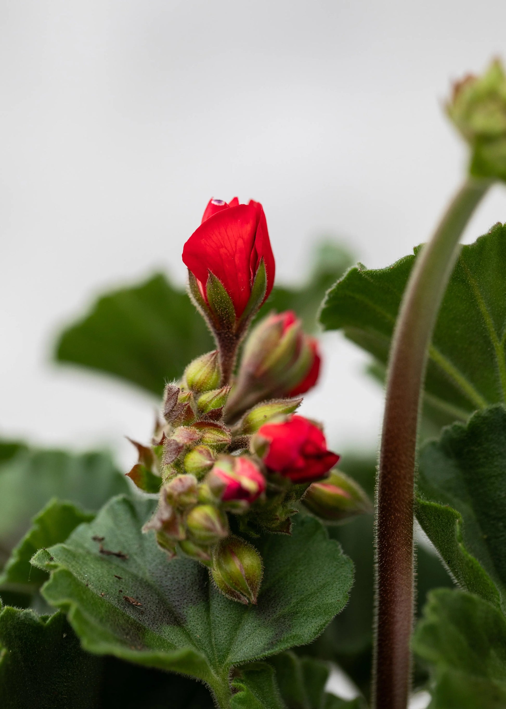 Geranium zonal 'Dark Red'