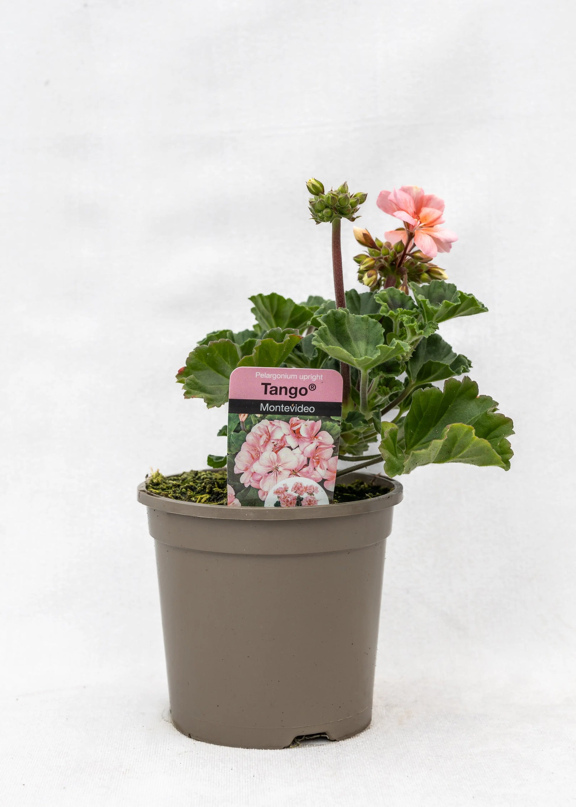 Geranium zonal 'Montevideo'