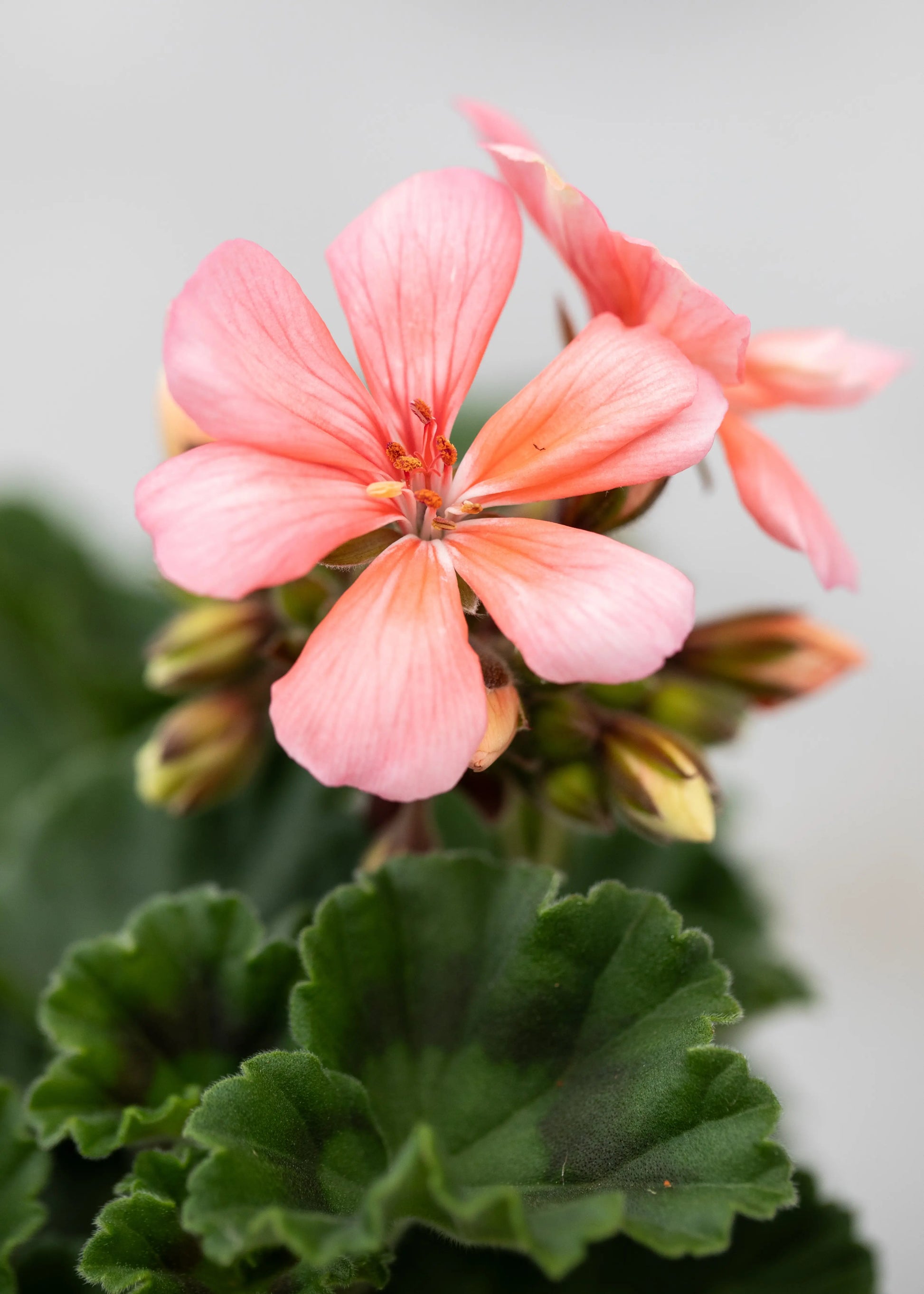 Geranium zonal 'Montevideo'