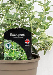 Euonymus fortunei 'Emerald Gaiety'