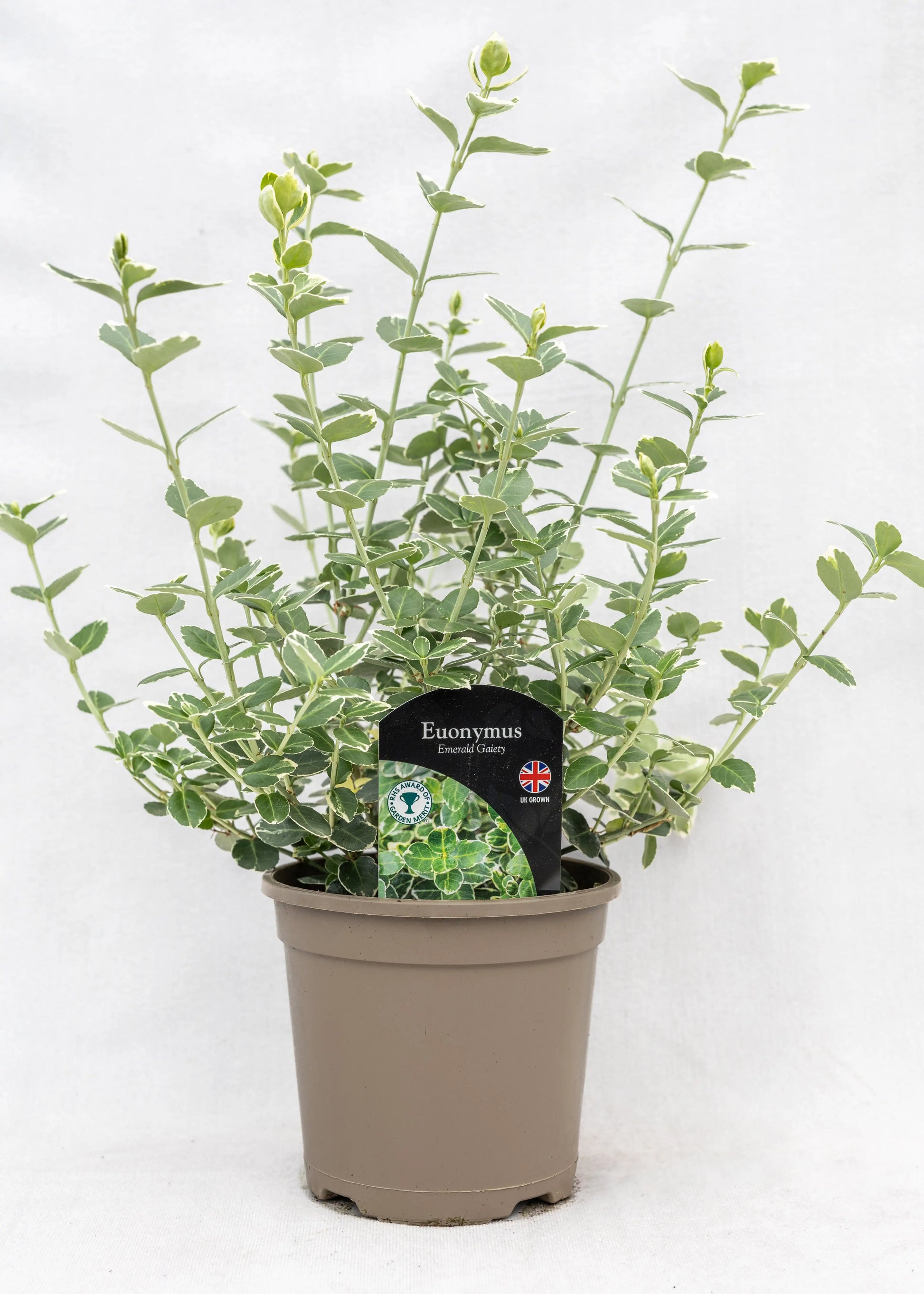 Euonymus fortunei 'Emerald Gaiety'