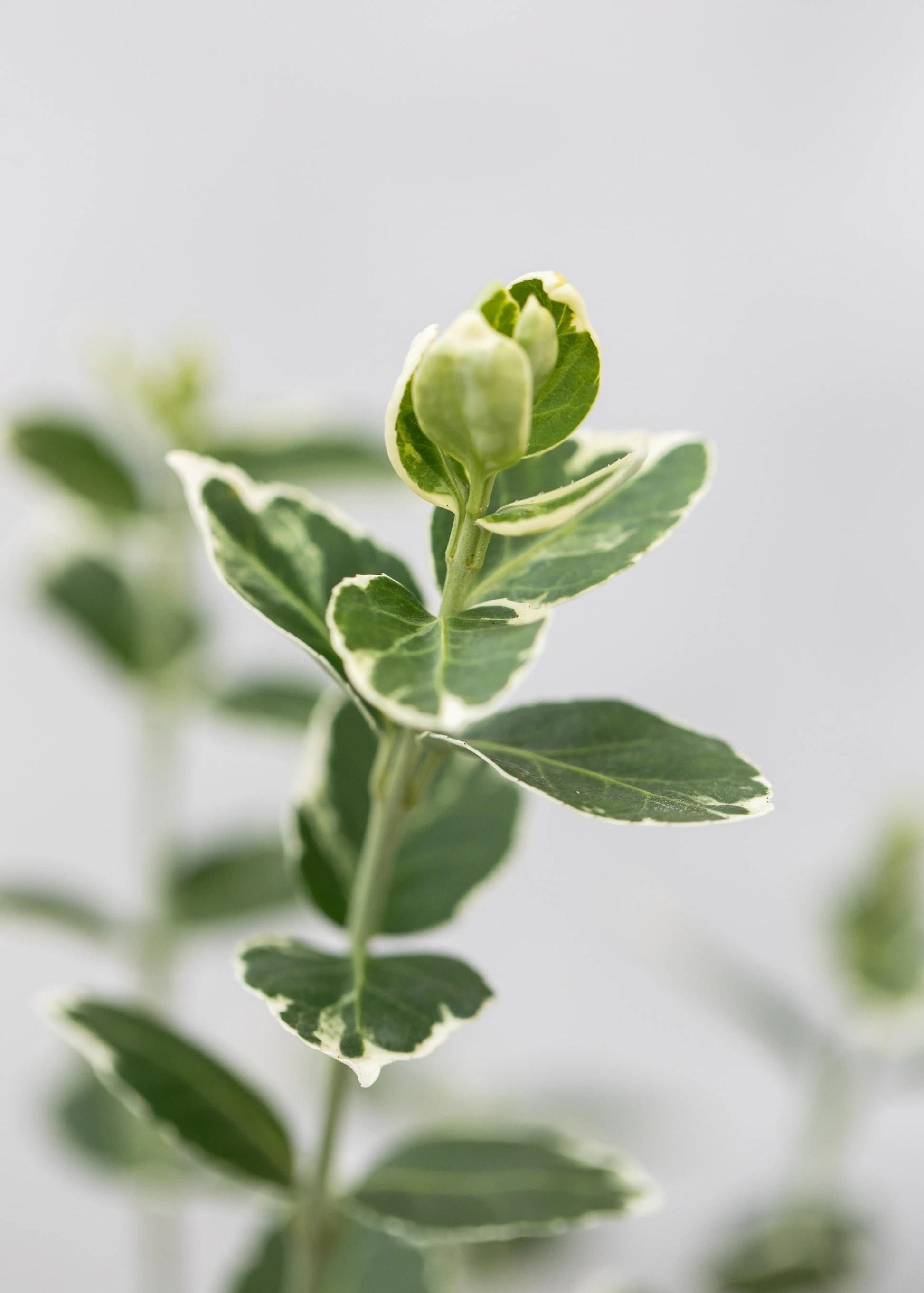 Euonymus fortunei 'Emerald Gaiety'