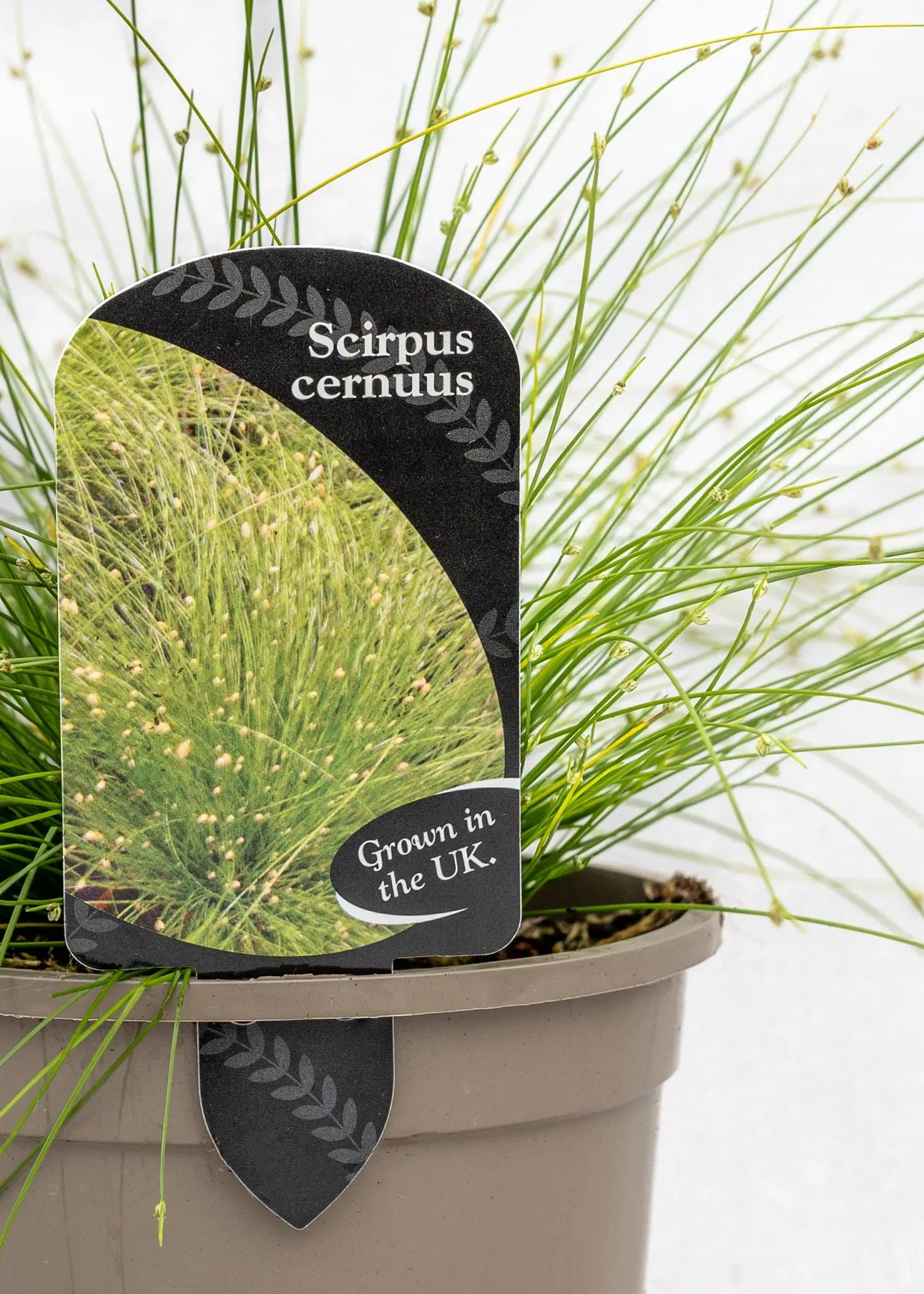 Scirpus cernuus
