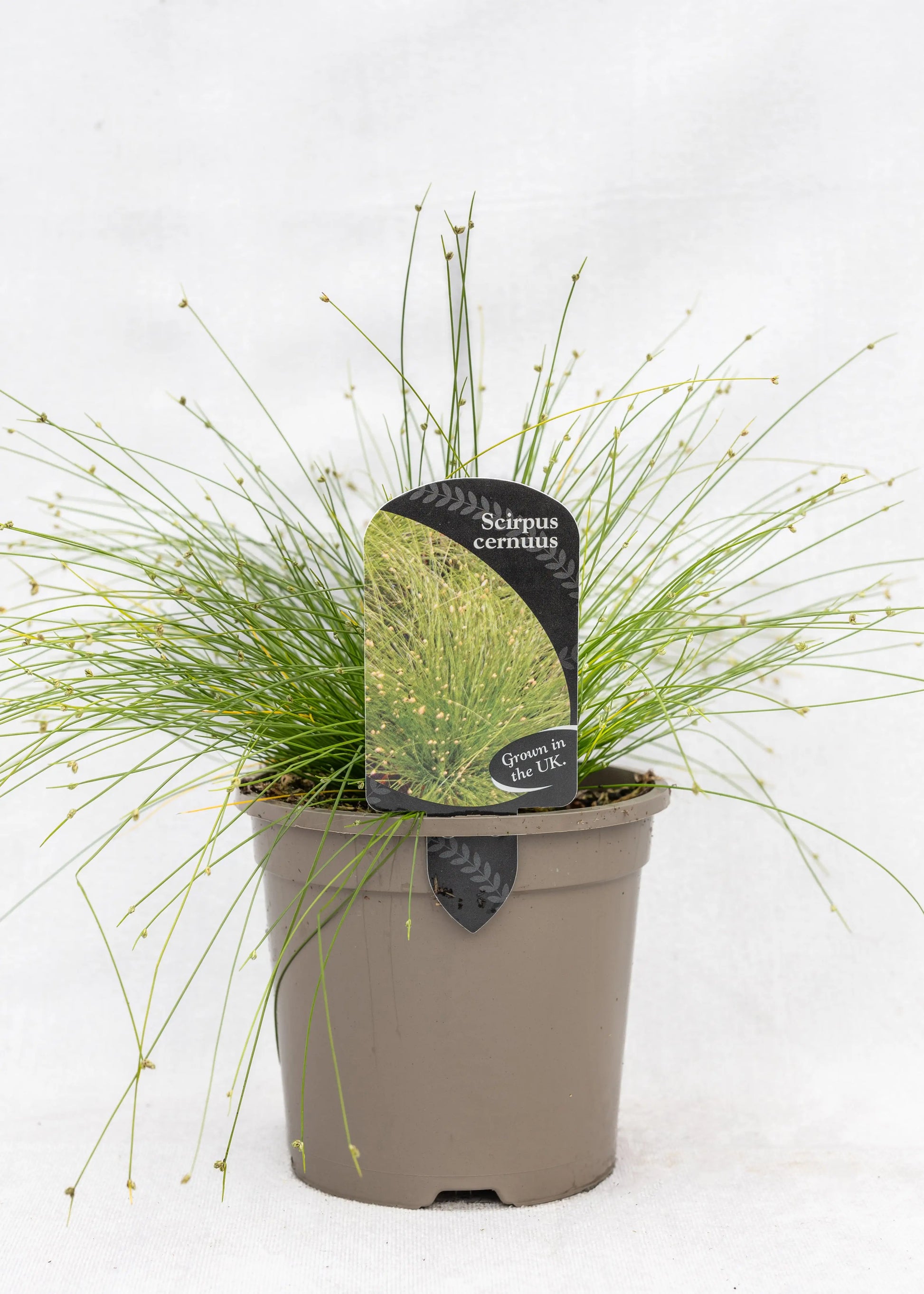 Scirpus cernuus