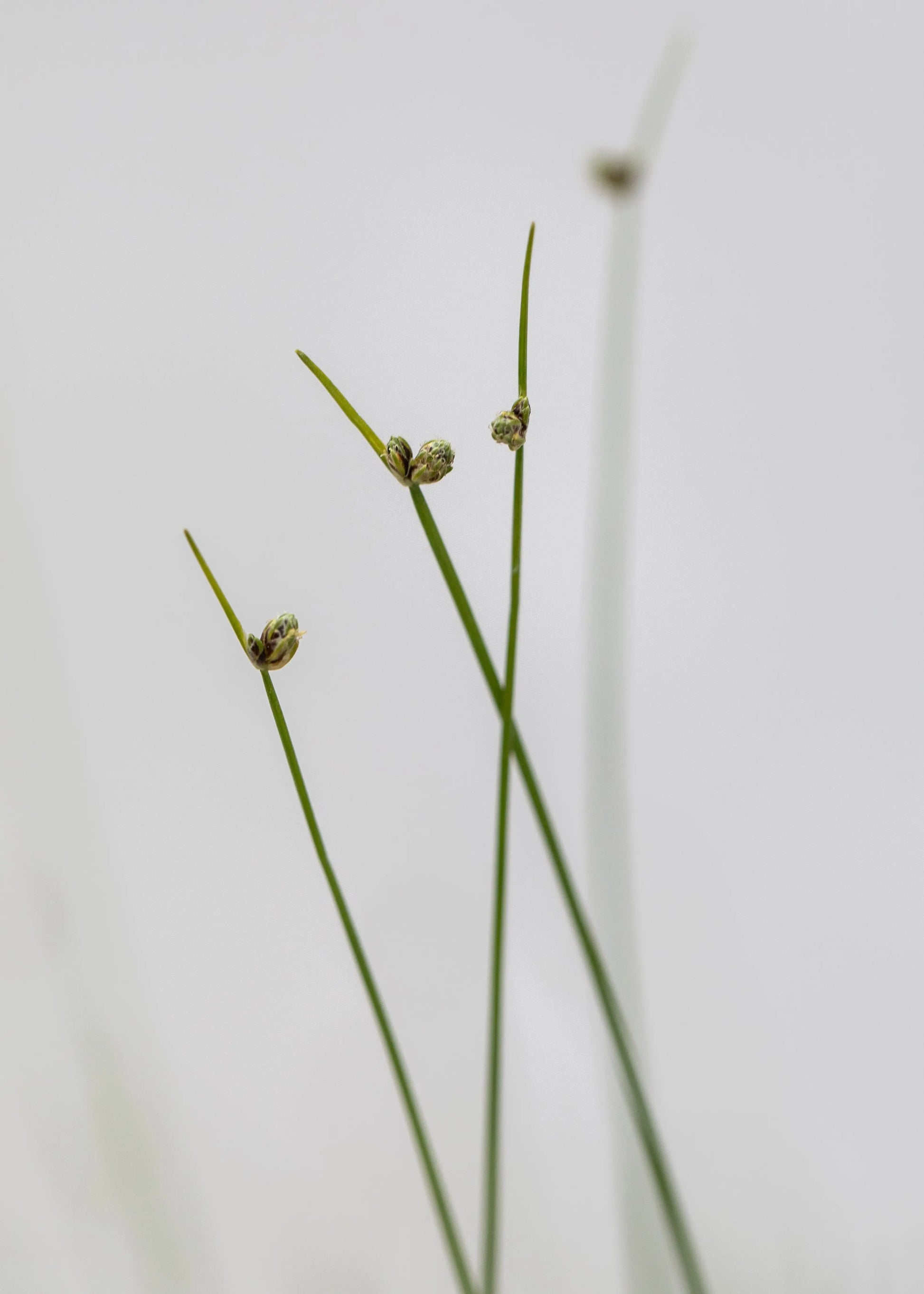 Scirpus cernuus