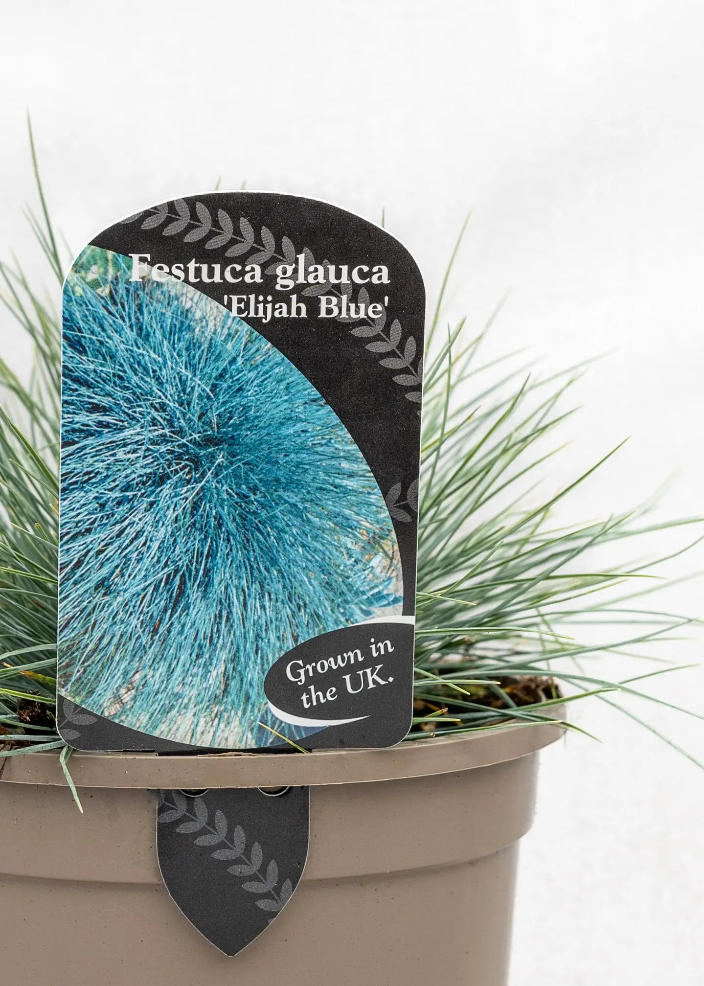 Festuca 'Elija Blue'