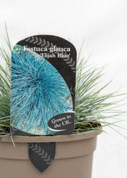 Festuca 'Elija Blue'