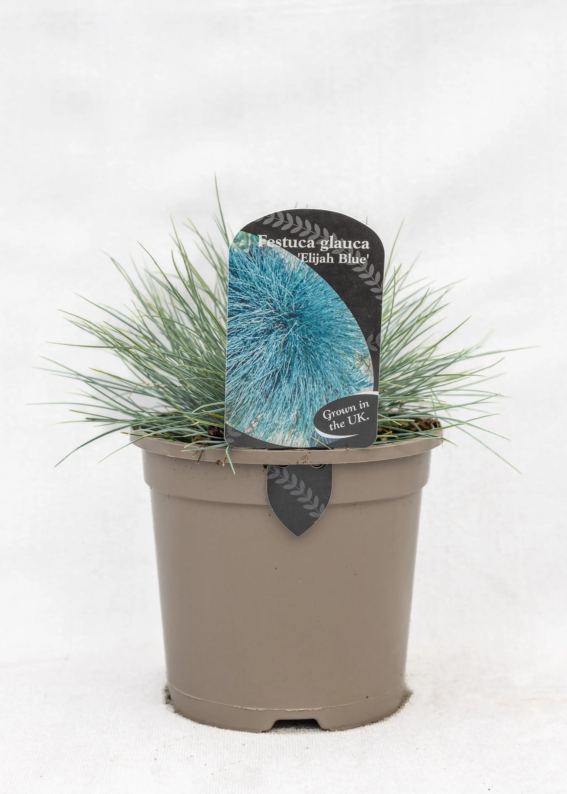 Festuca 'Elija Blue'