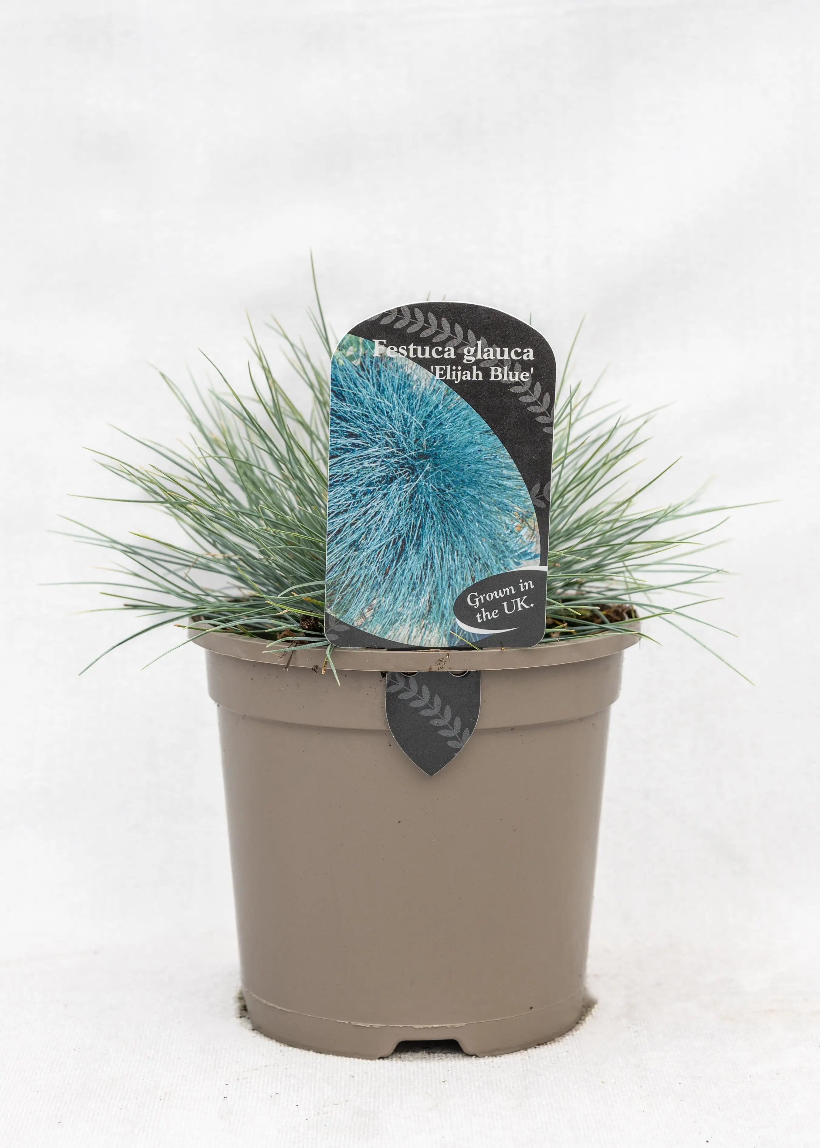 Festuca 'Elija Blue'
