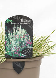 Holcus mollis 'Albovariegata'
