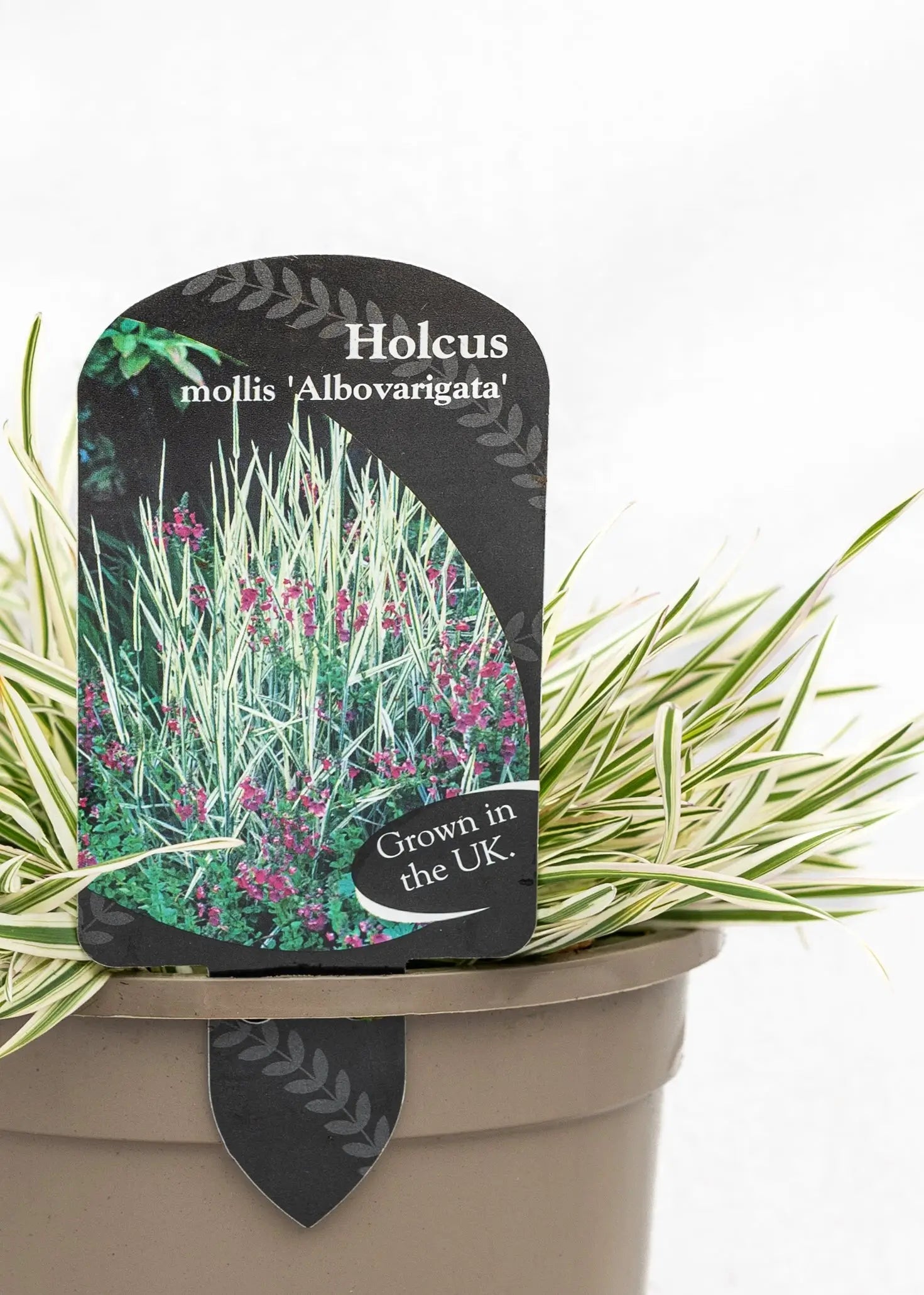 Holcus mollis 'Albovariegata'