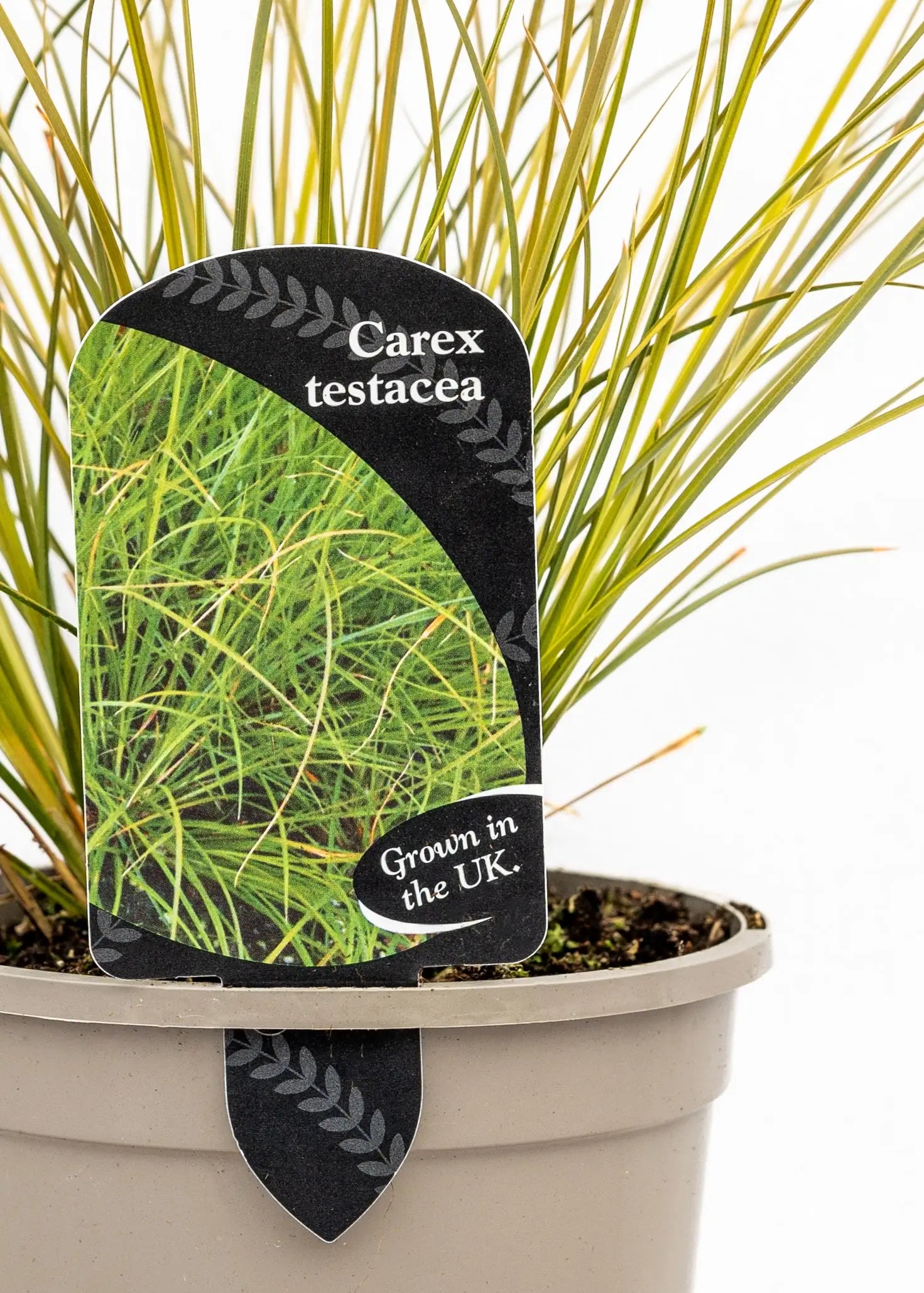 Carex testacea