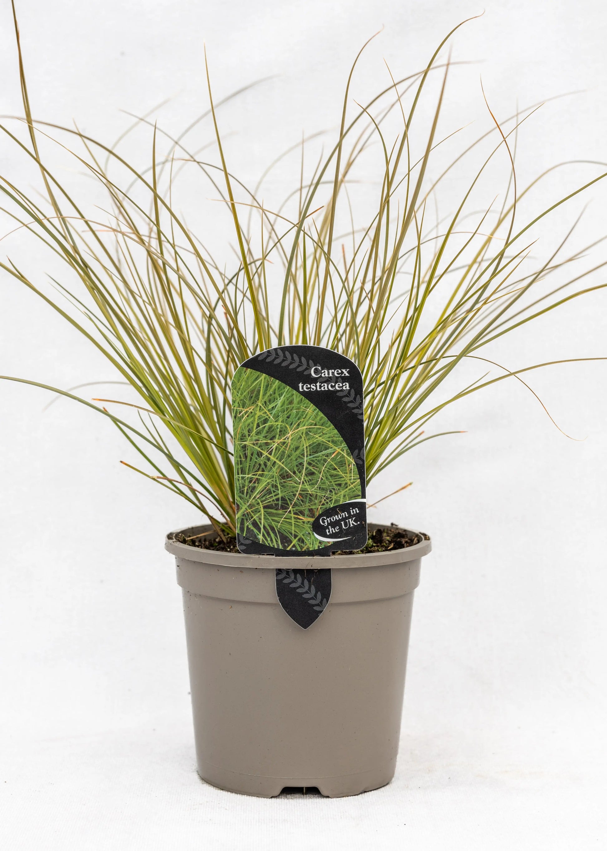 Carex testacea