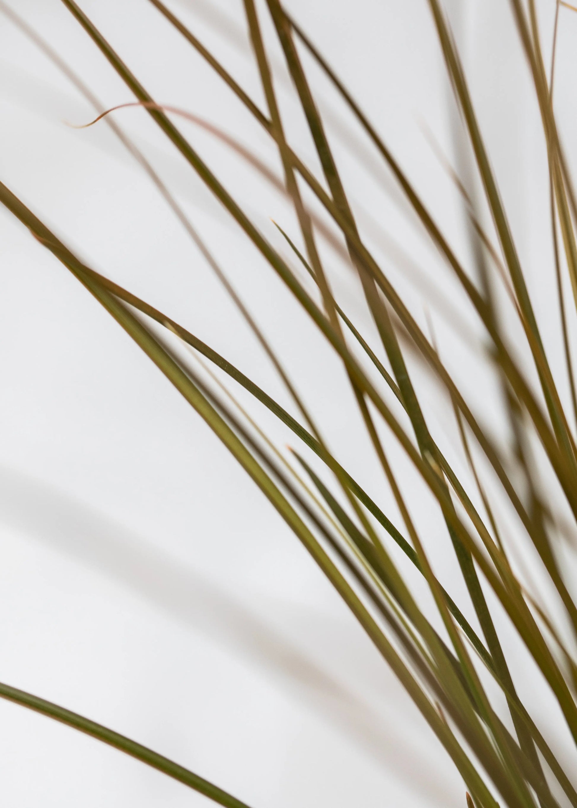 Carex testacea