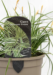 Carex oshimensis 'Everest'
